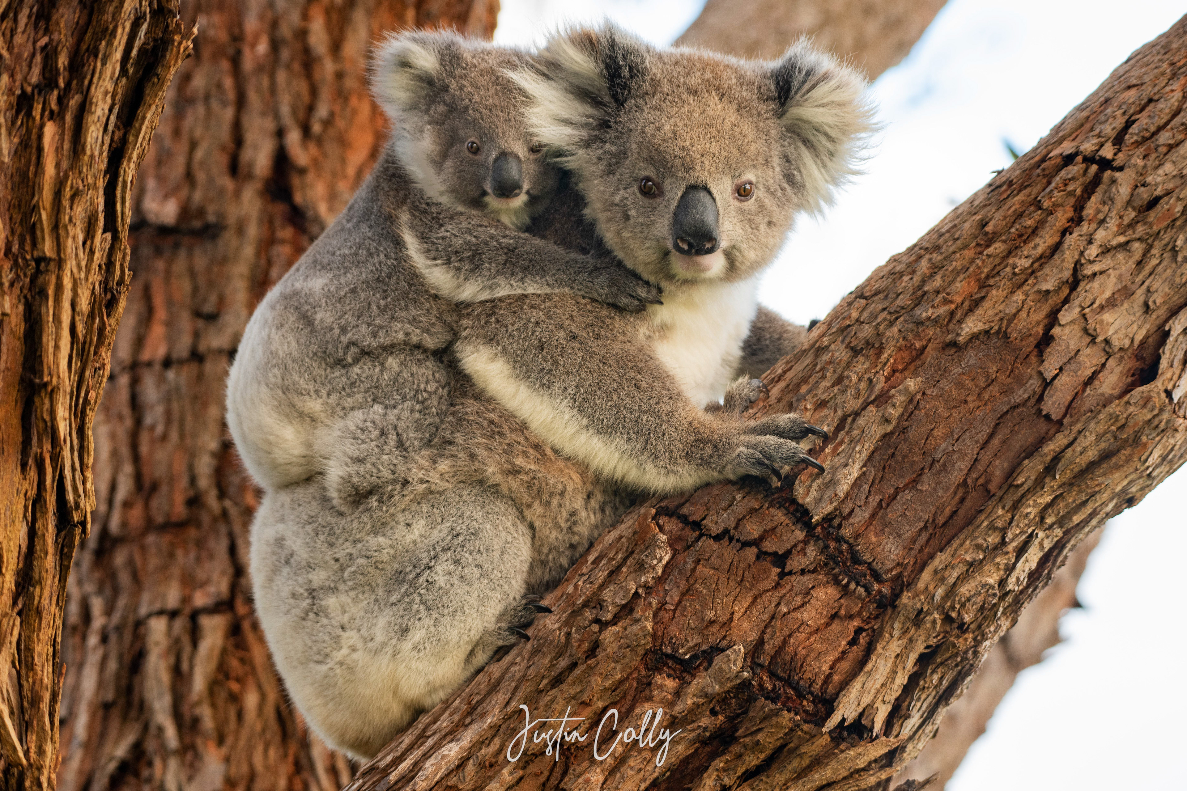Koala (Phascolarctos cinereus) mother and joey in Nurrawong, Victoria