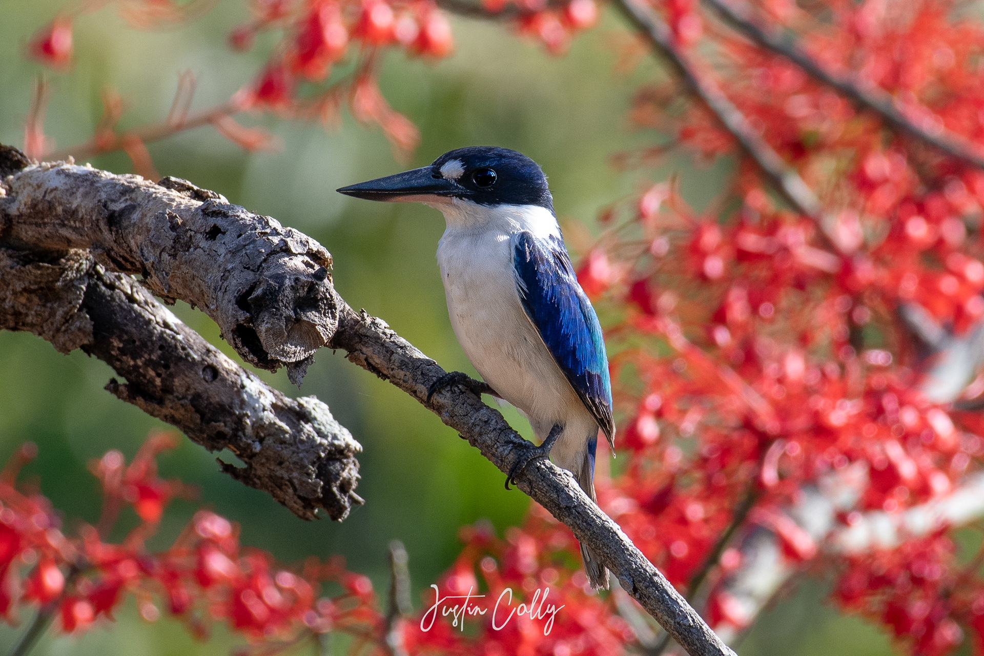 Forest kingfisher (Todiramphus macleayii) in Daintree, Australia