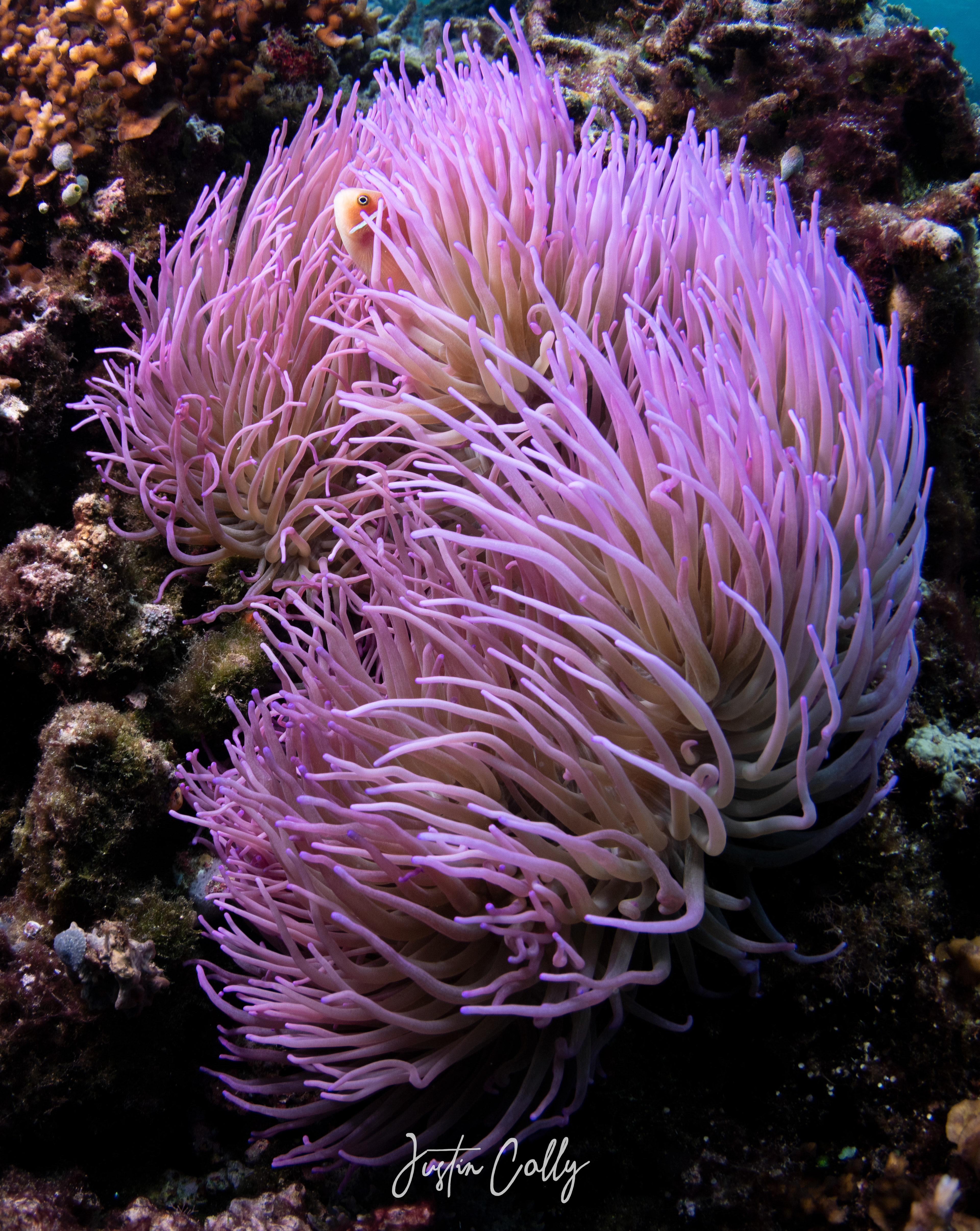 Clownfish in anemone