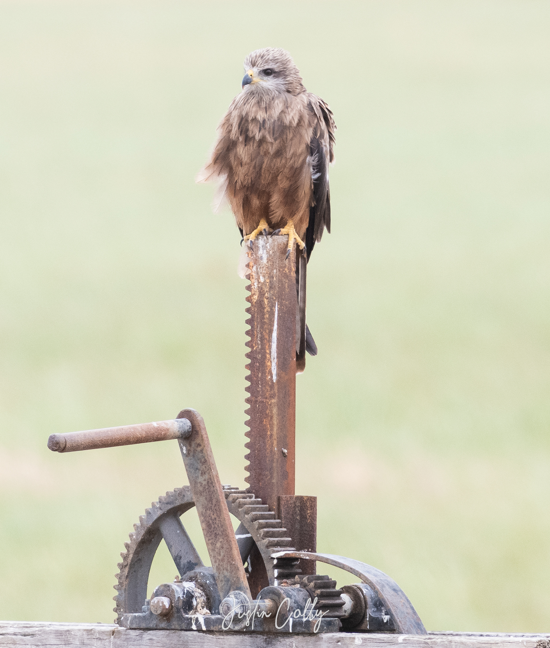 Black Kite (Milvus migrans) in Melbourne, Australia