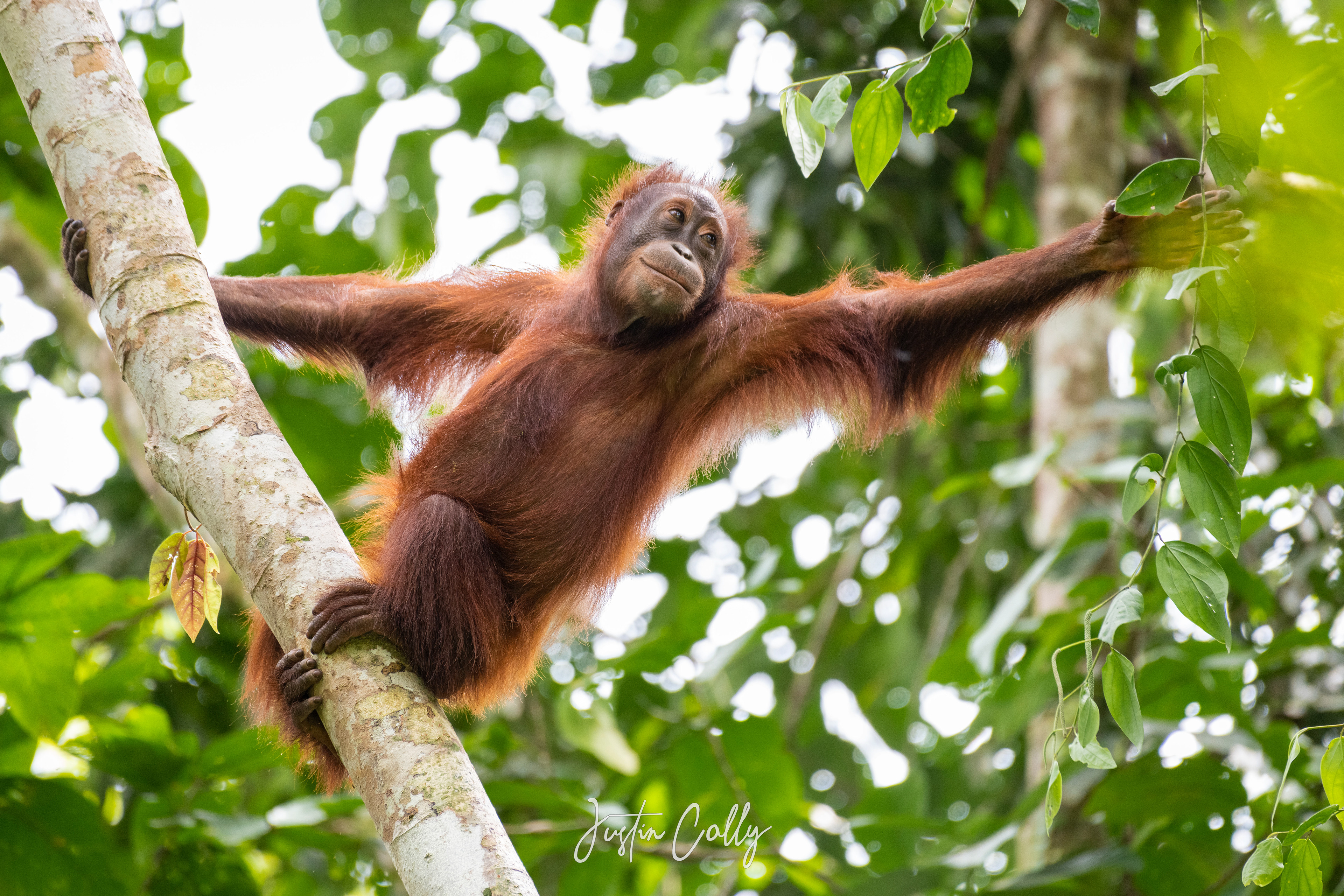 Bornean orangutan (Pongo pygmaeus) in Danum Valley, Borneo