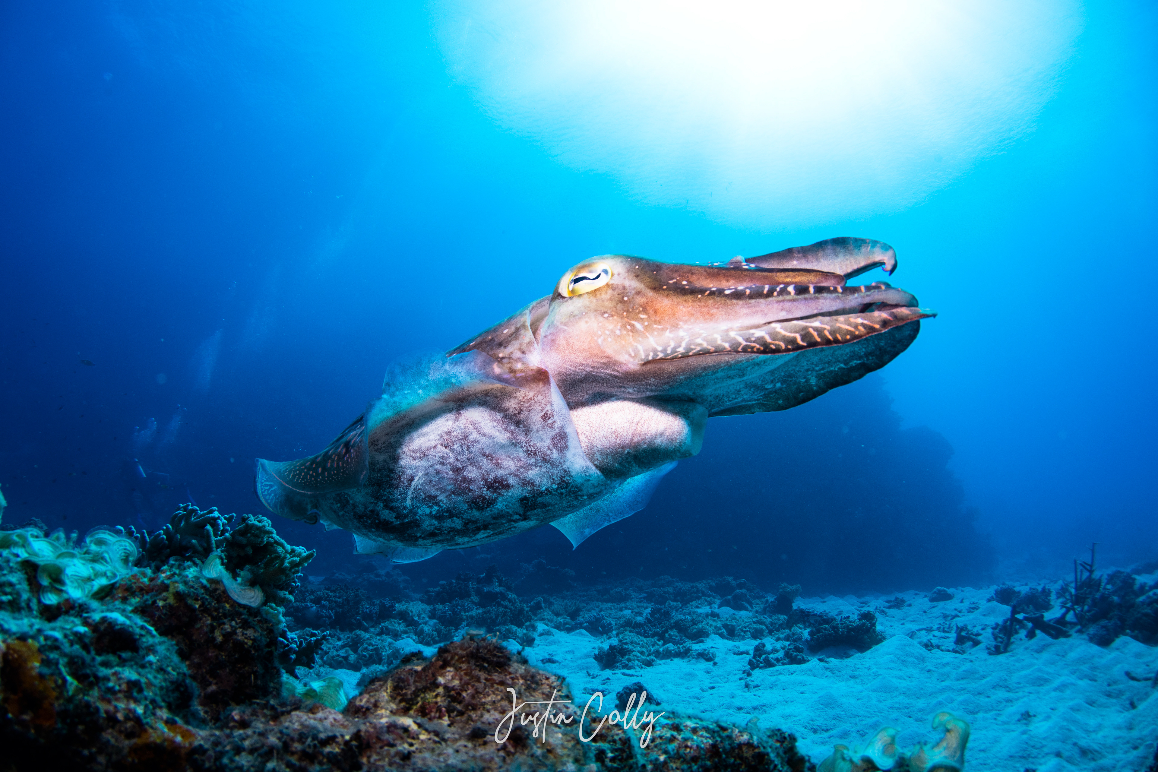Common Reef Cuttlefish (Sepia latimanus)