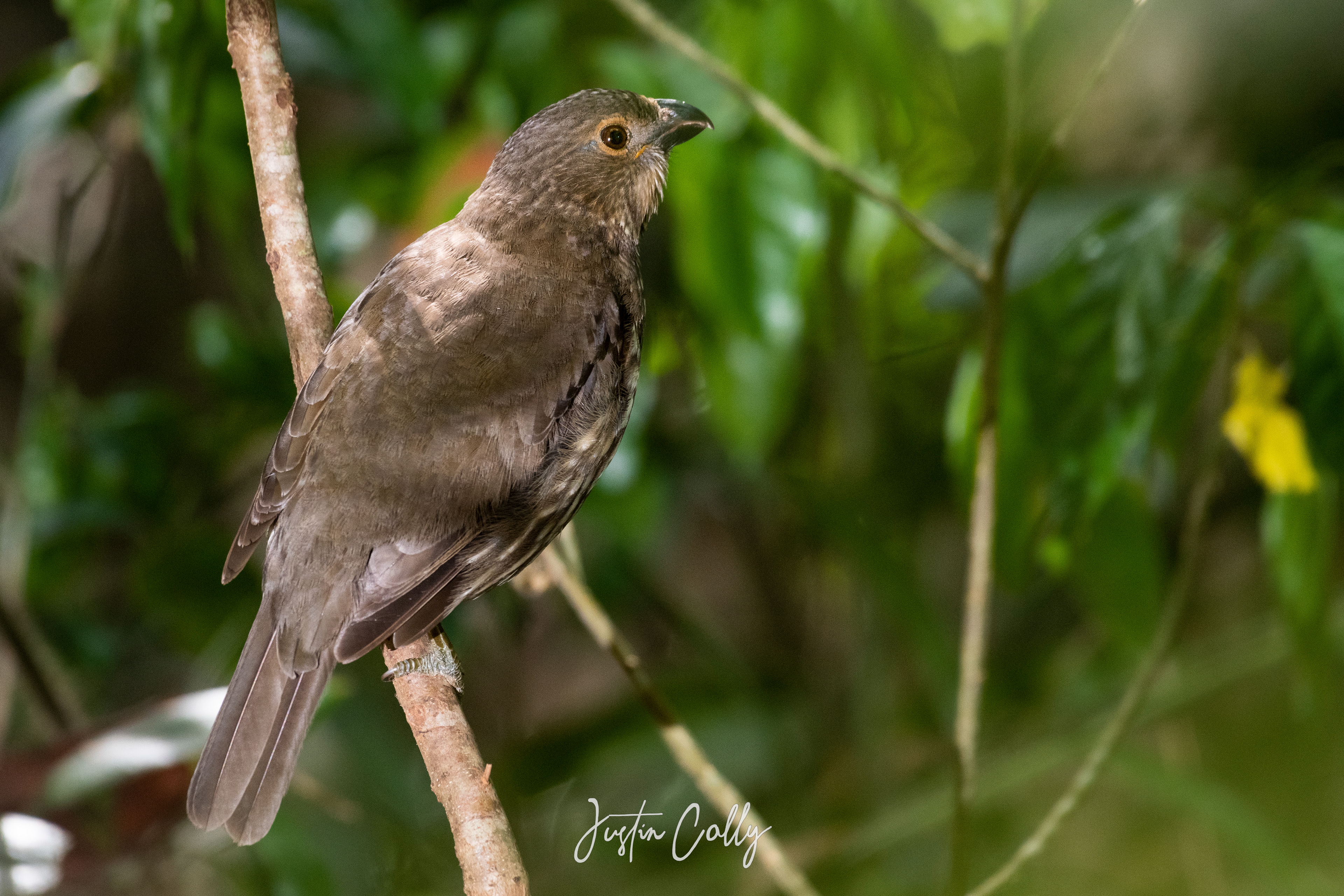 Tooth-billed bowerbird (Scenopoeetes dentirostris) in the Atherton Tablelands, Australia