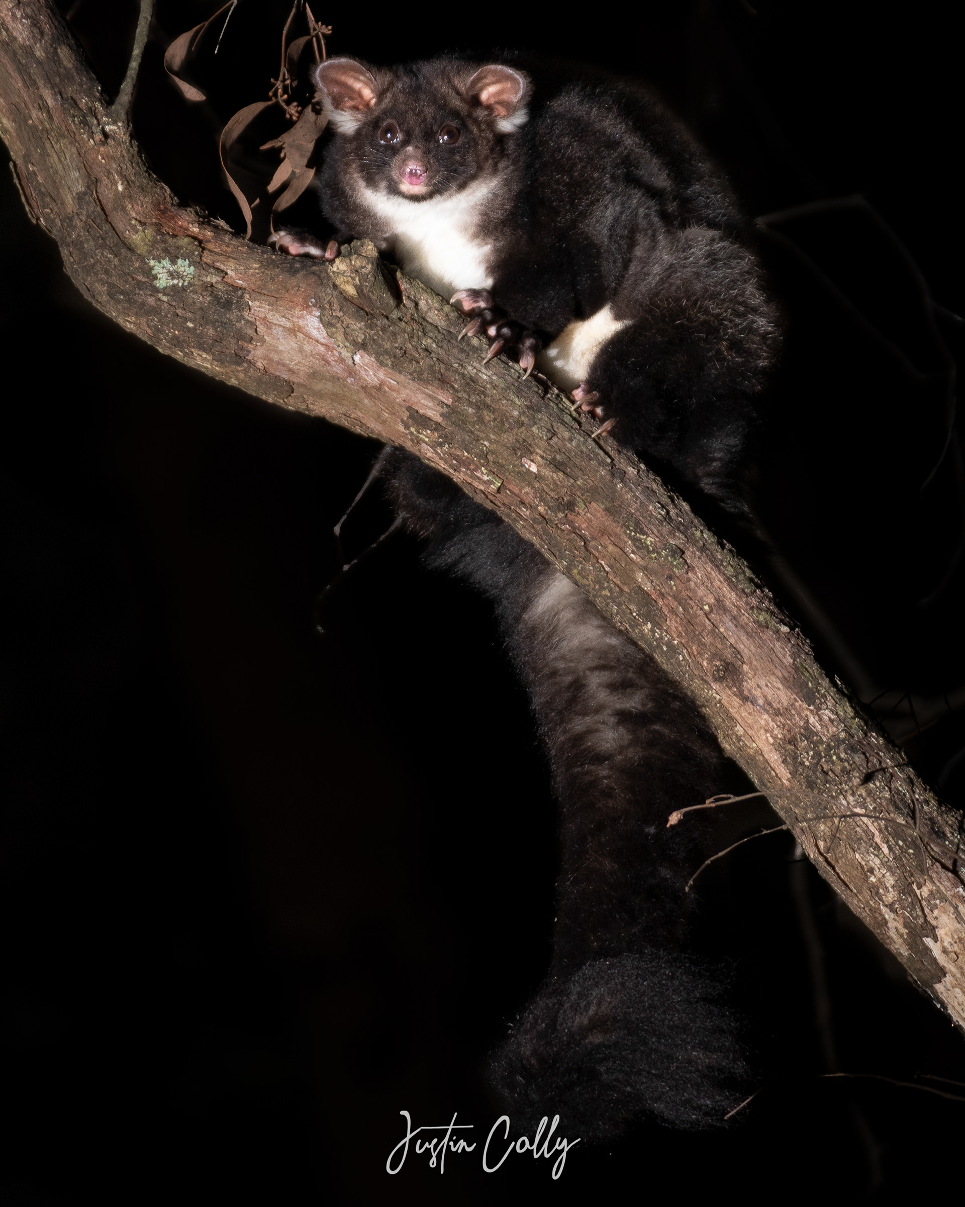 Greater glider (Petauroides volans) in Narbethong, Australia