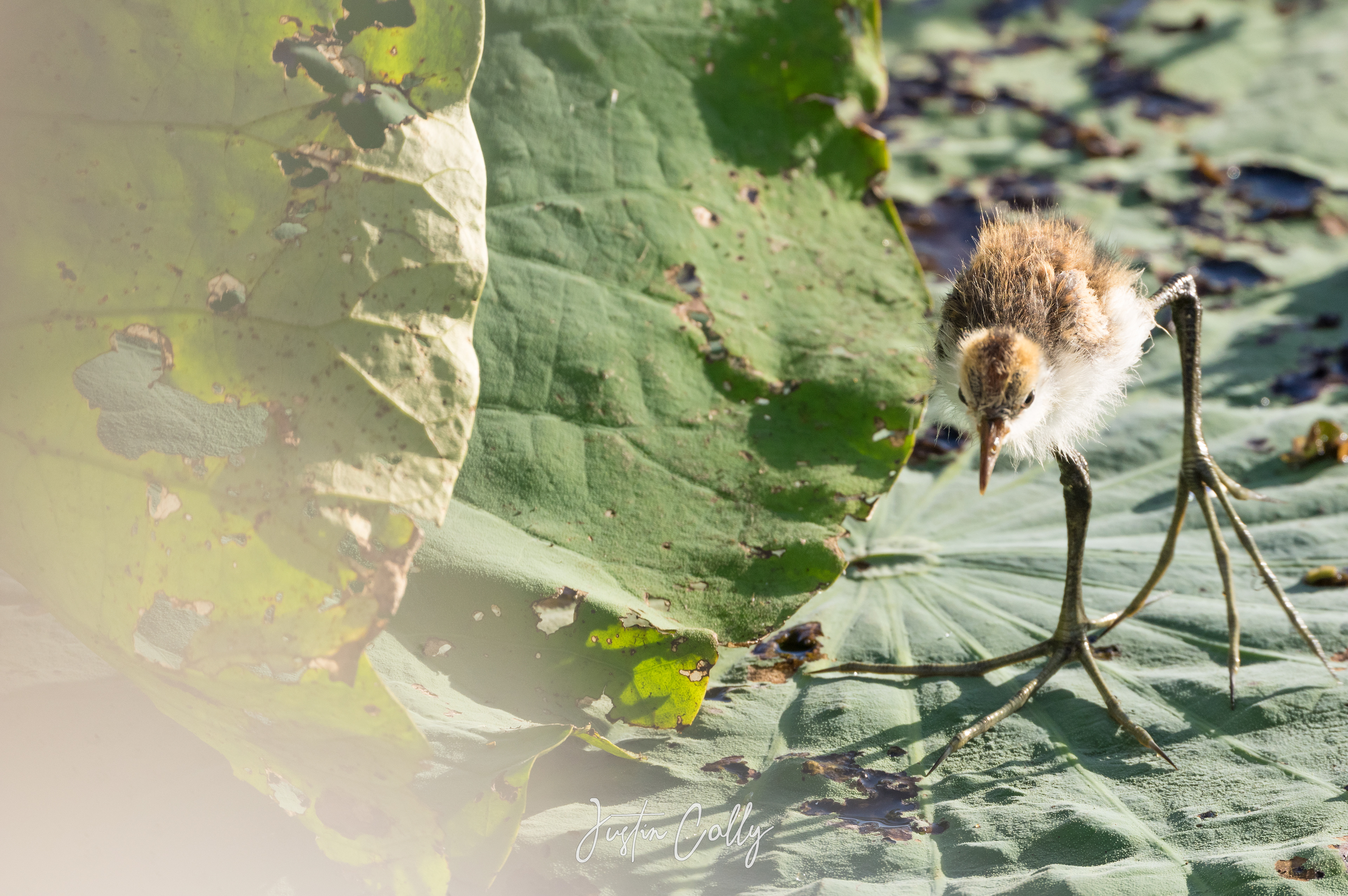Juvenile comb-crested jacana (Irediparra gallinacea) in Kakadu, Australia