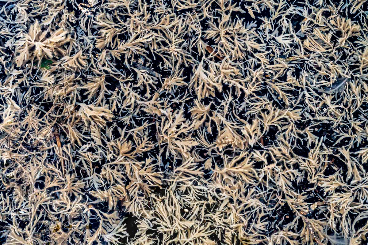 electra piolsa
