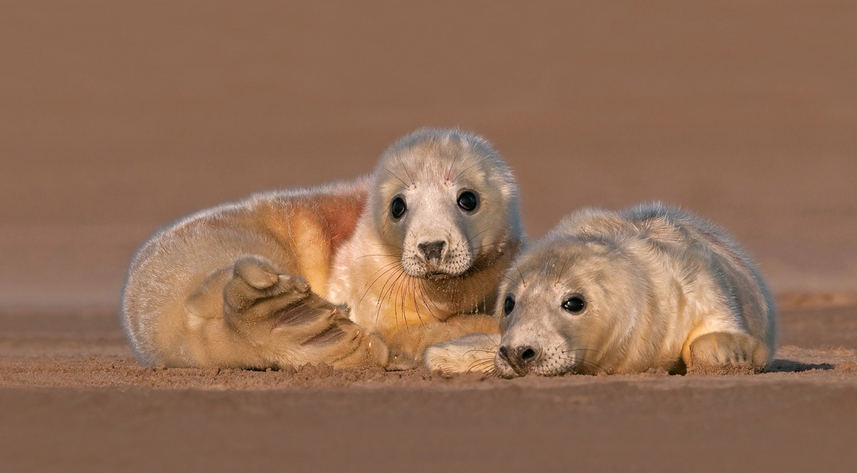 grey seal pups
