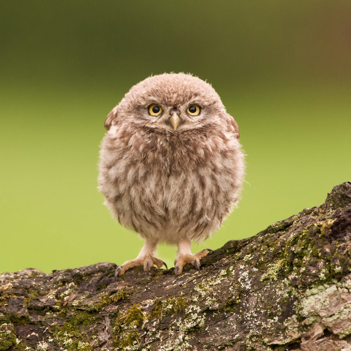 2012: Second place Birds category in the annual national photo contest of Roots magazine