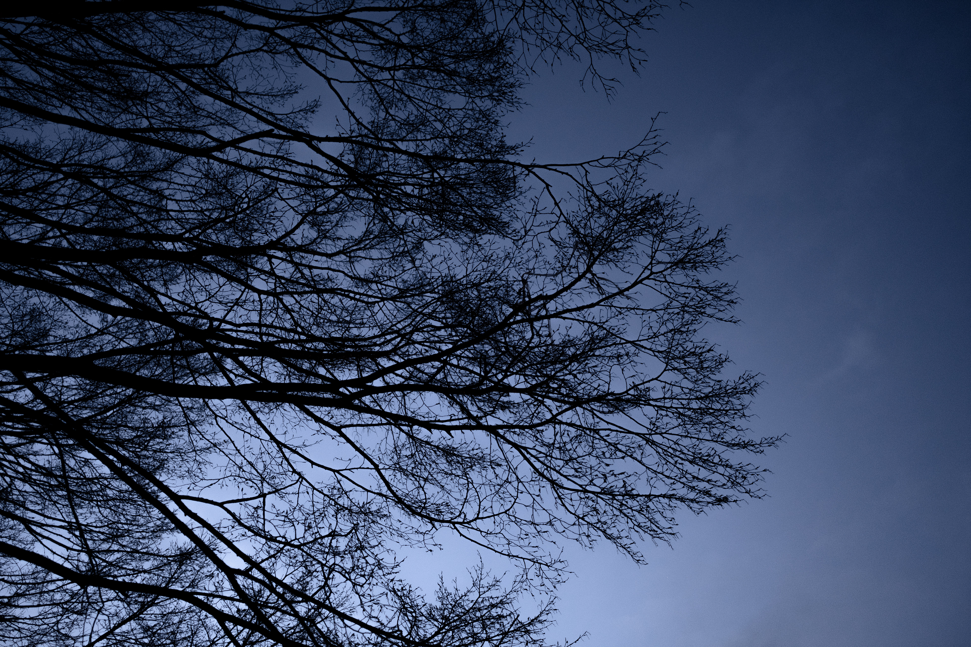Arbre - Saint-Omer © MARTIN PETEROLFF