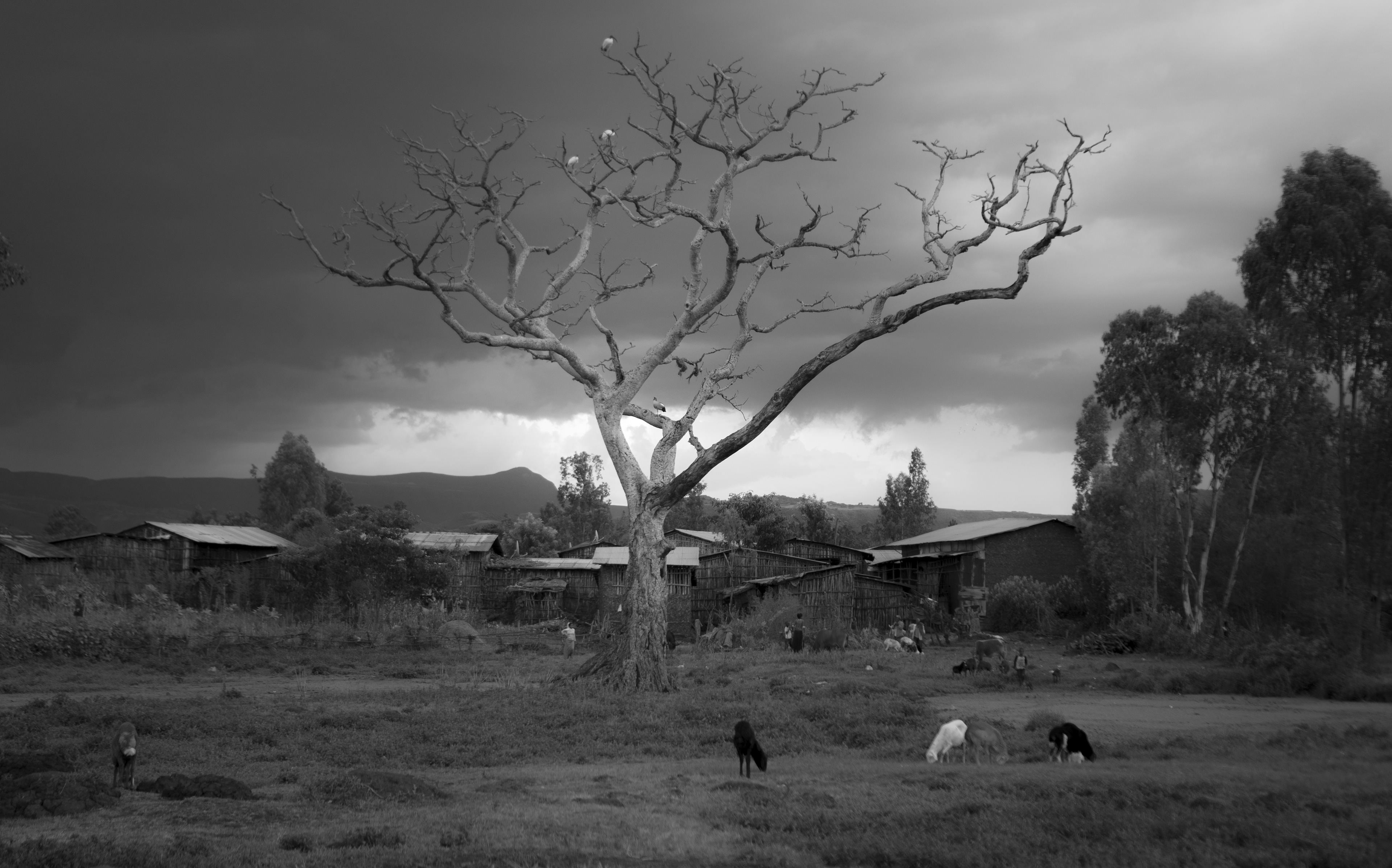 L'arbre mort - Éthiopie 2019 - Martin Peterolff