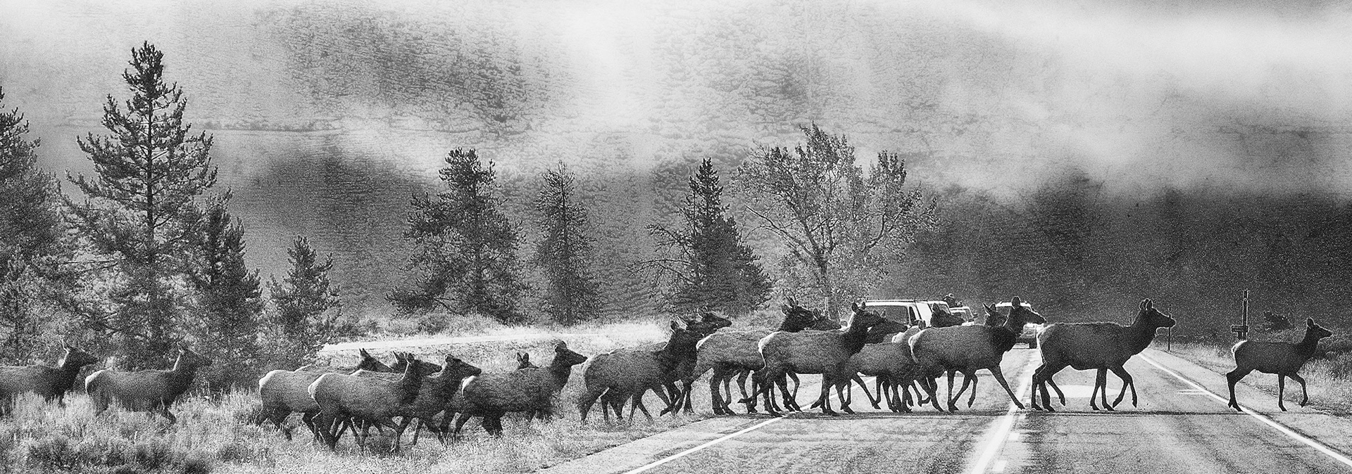 Elk croasing The Road