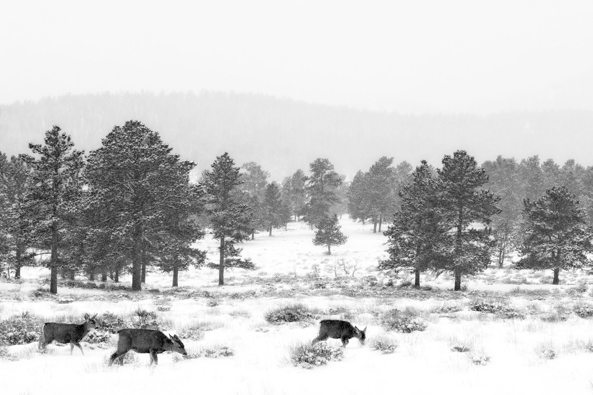 Elk, Wintertime in RMNP