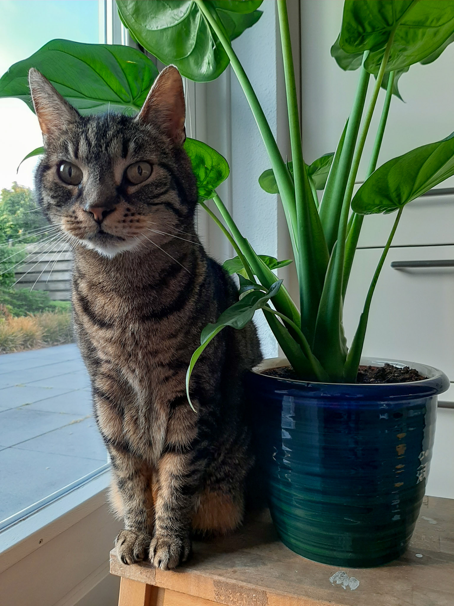 Barry bij de plant.