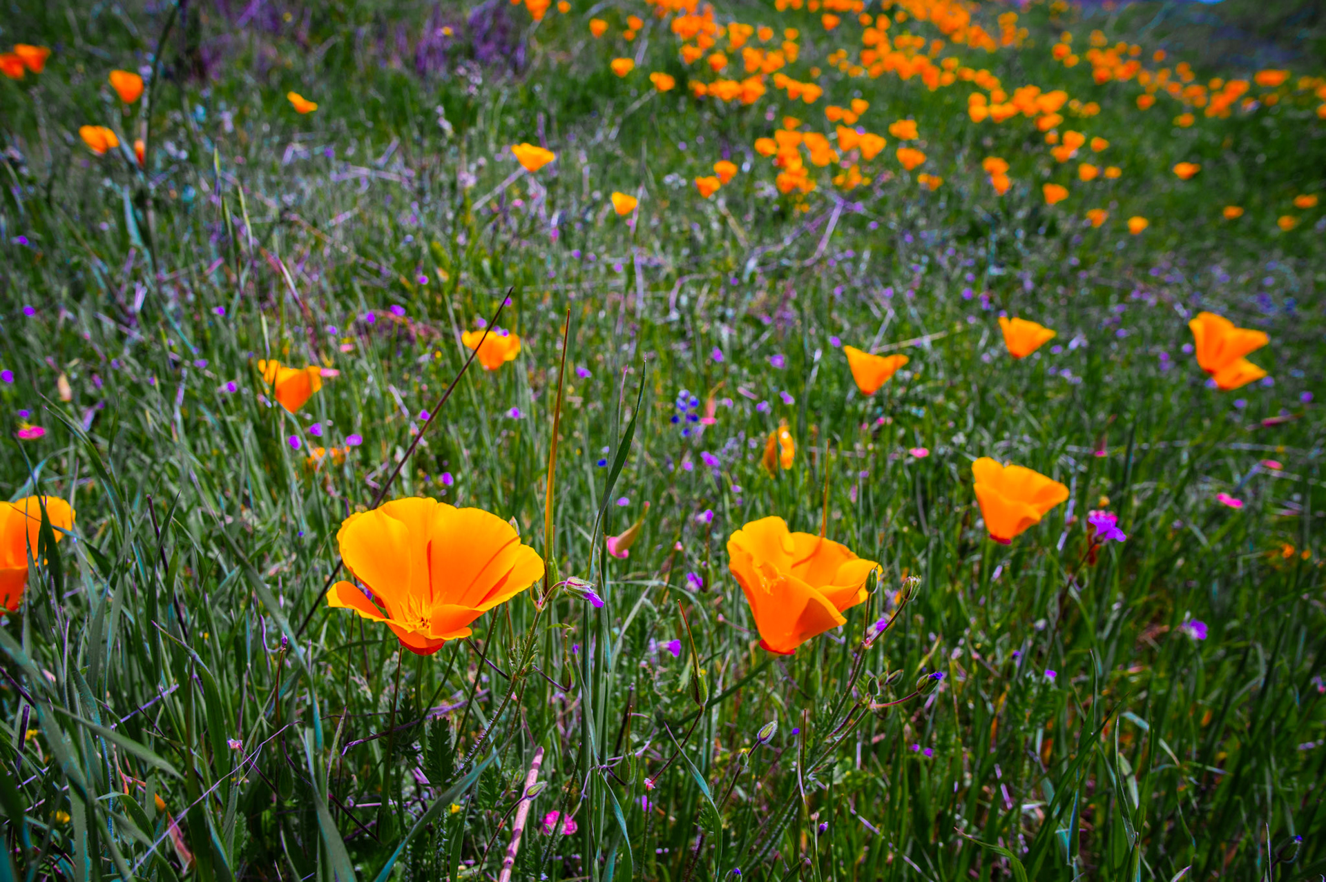 Ed R. Levin County Park