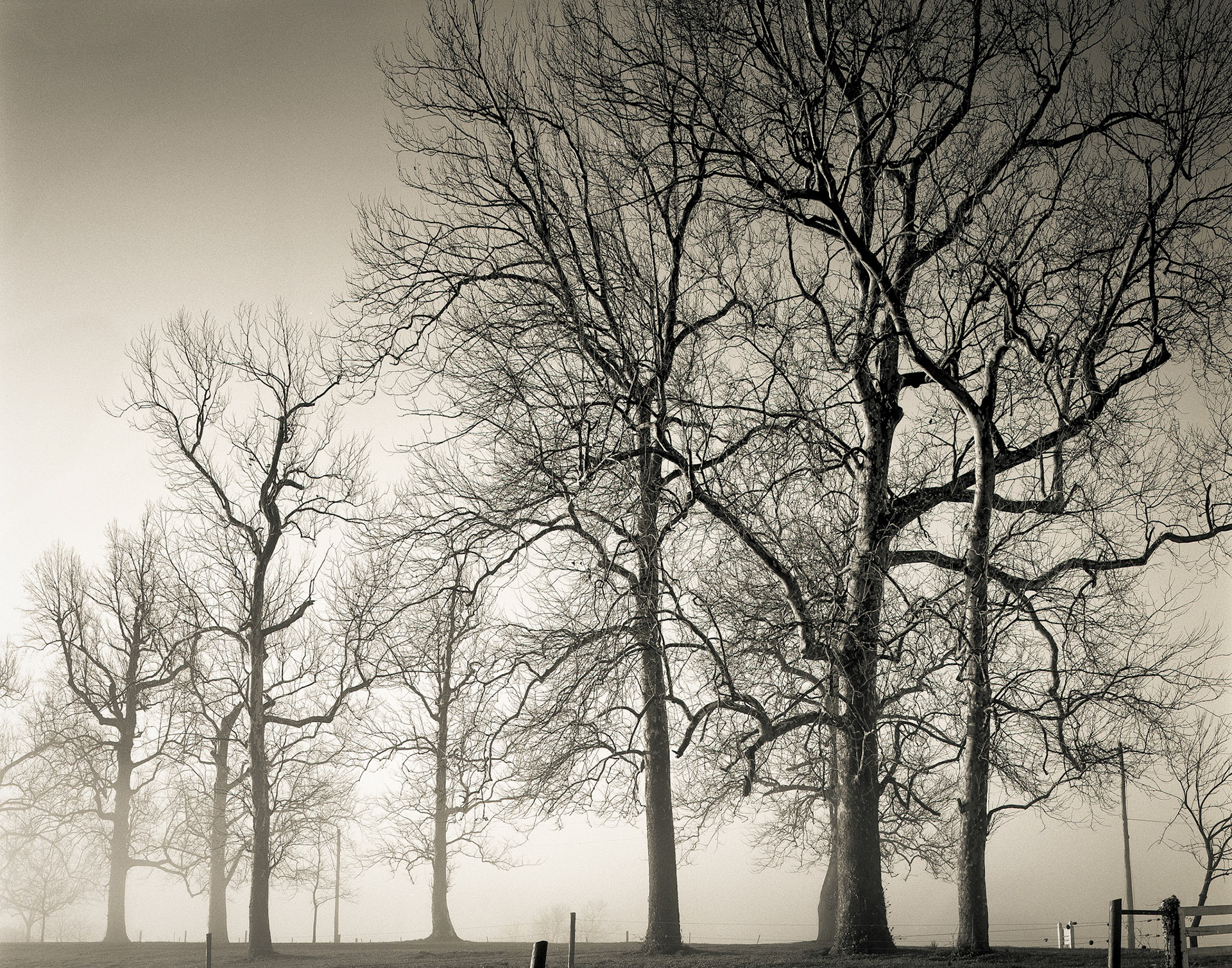 Sycamore Hill Morning