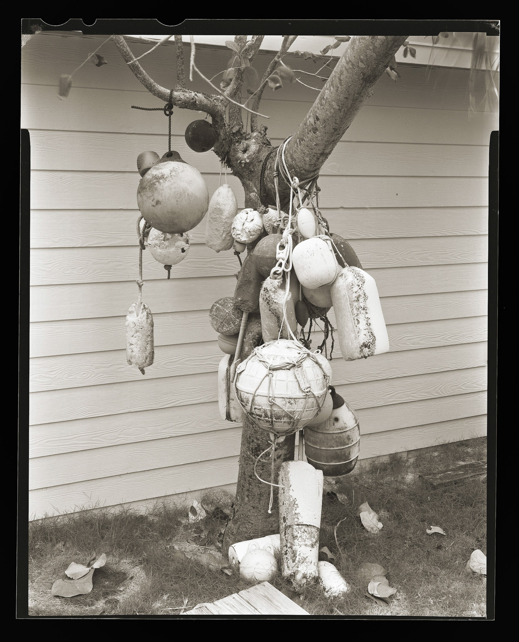 Buoy Tree. Scotland Cay, Bahamas. 1/8th sec. f45 150mm