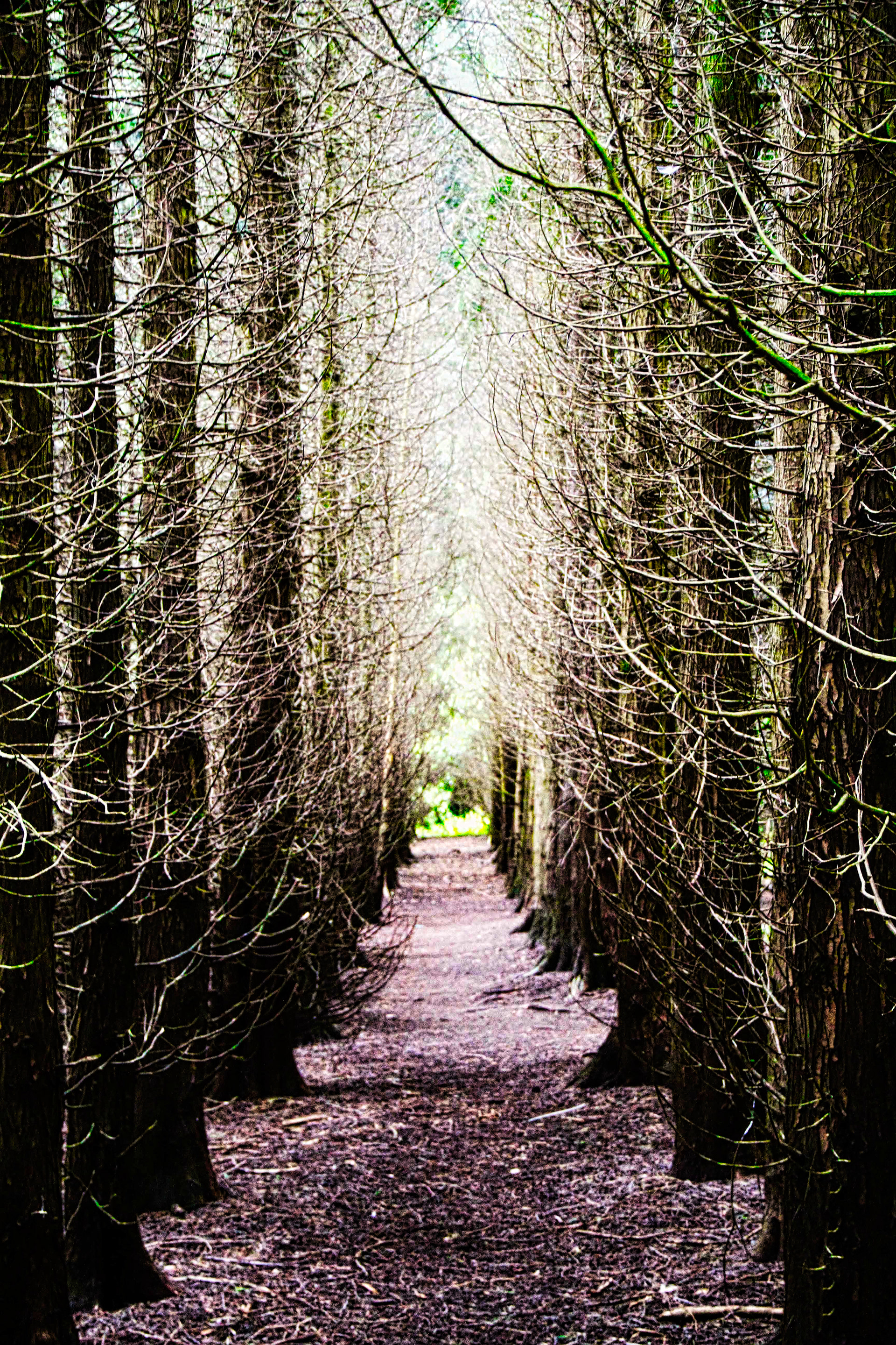 Winter Path