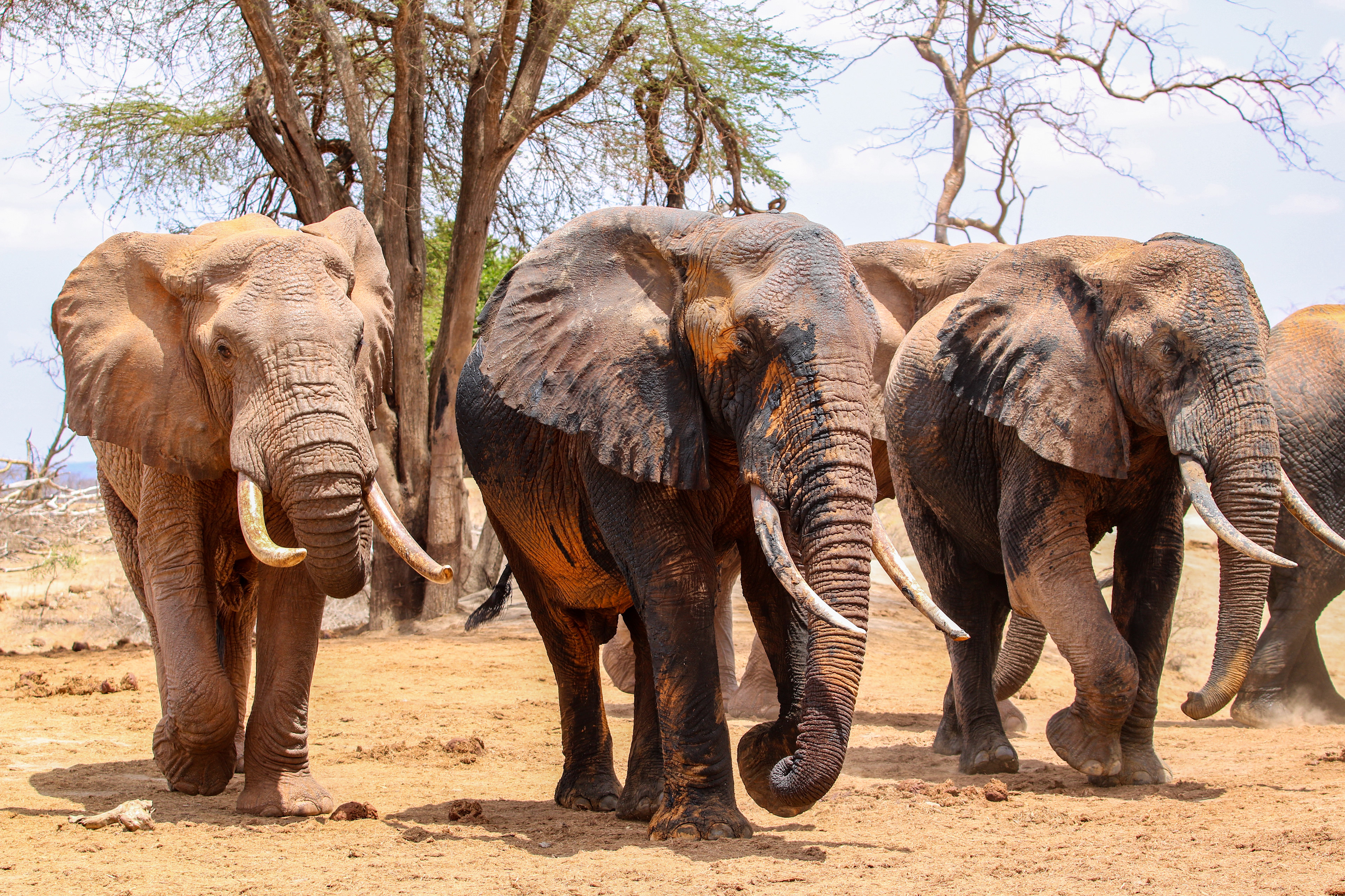 Ithumba, Tsavo East, Kenya