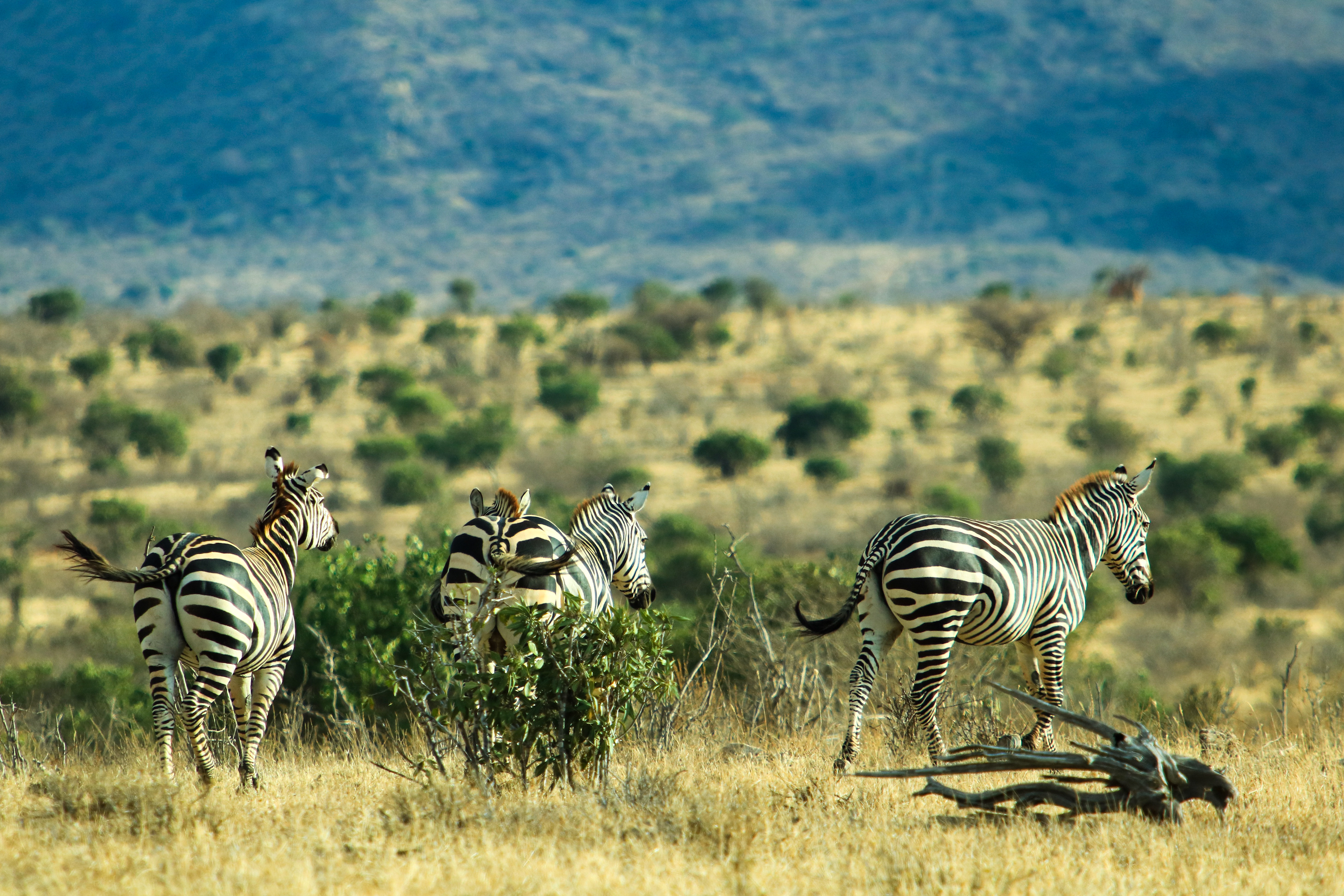 Tsavo East, Kenya