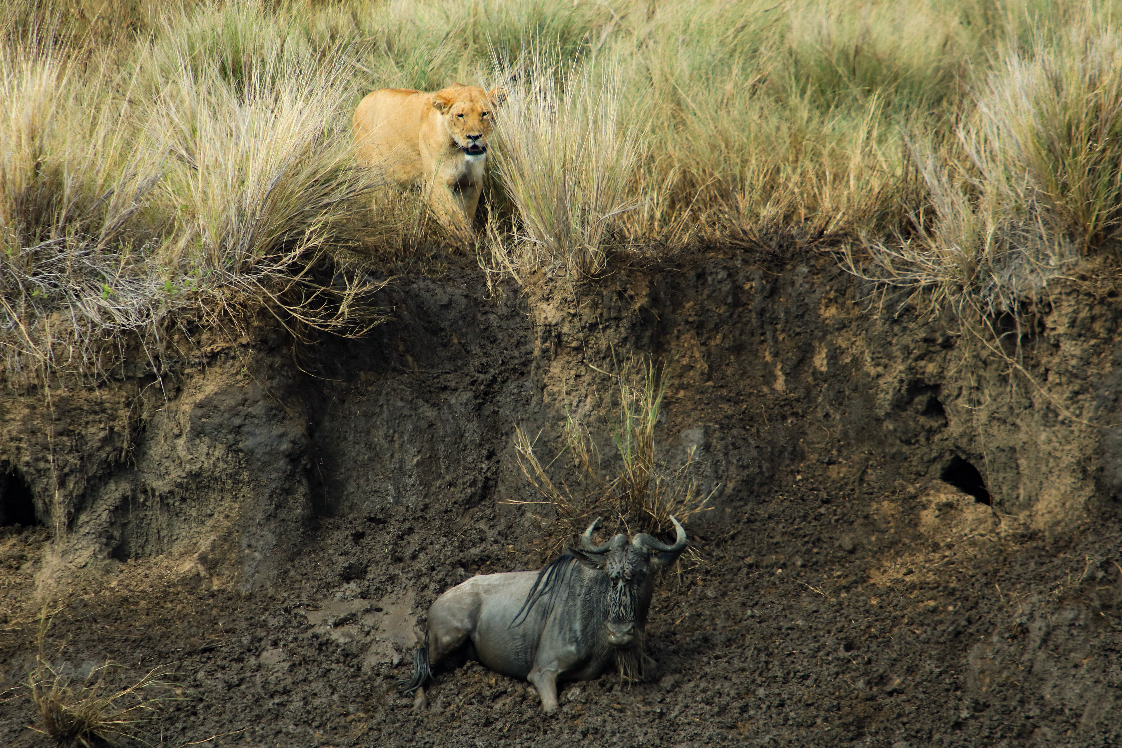 Maasai Mara, Kenya