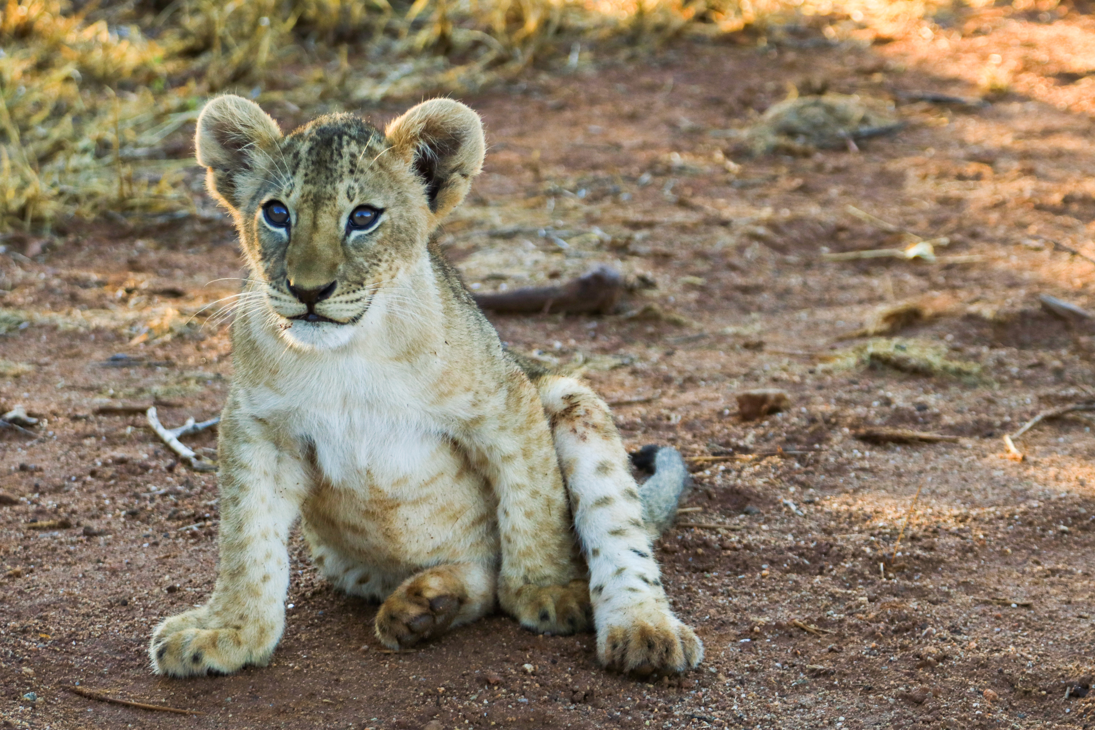 Tsavo East, Kenya