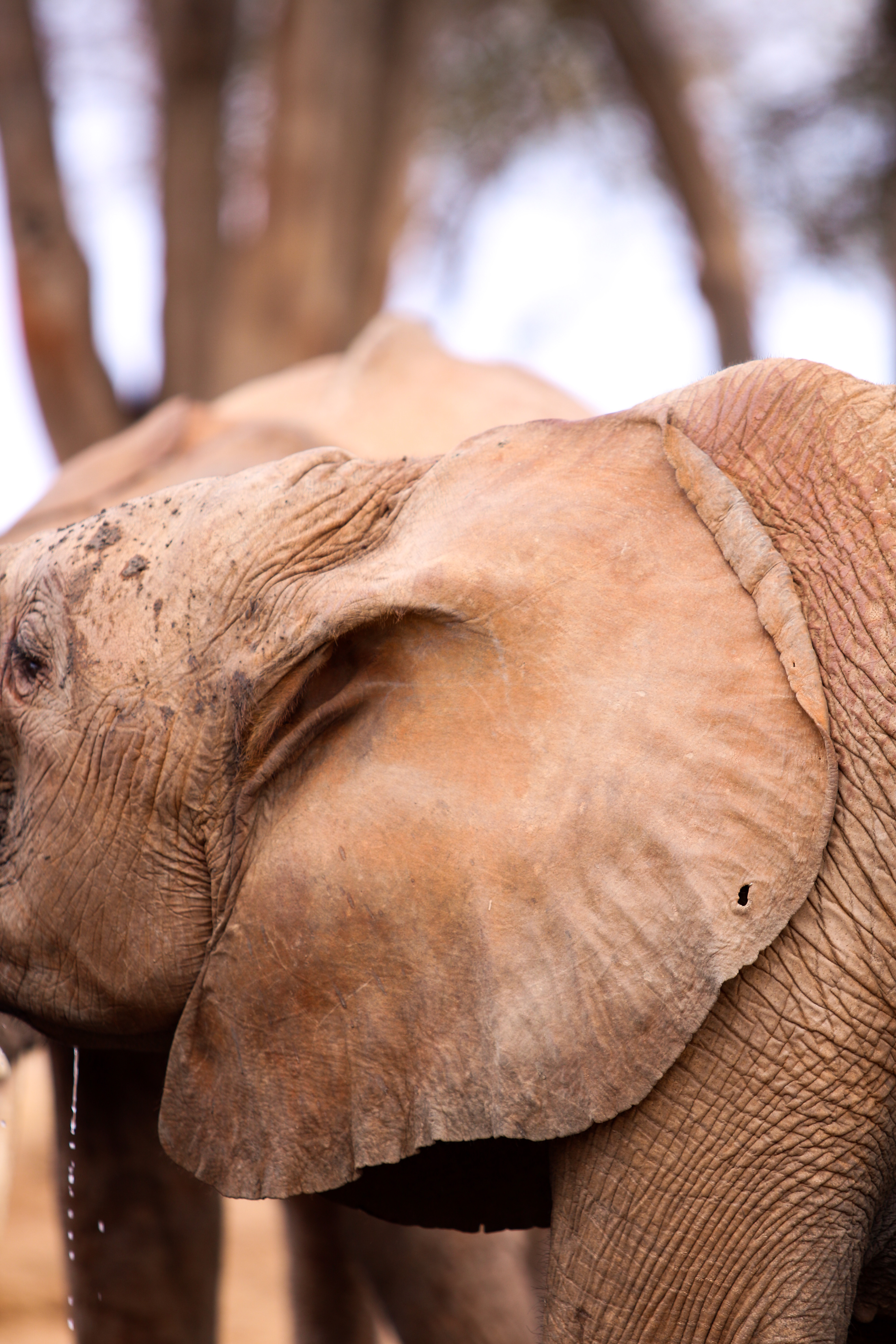 Ithumba, Tsavo East, Kenya