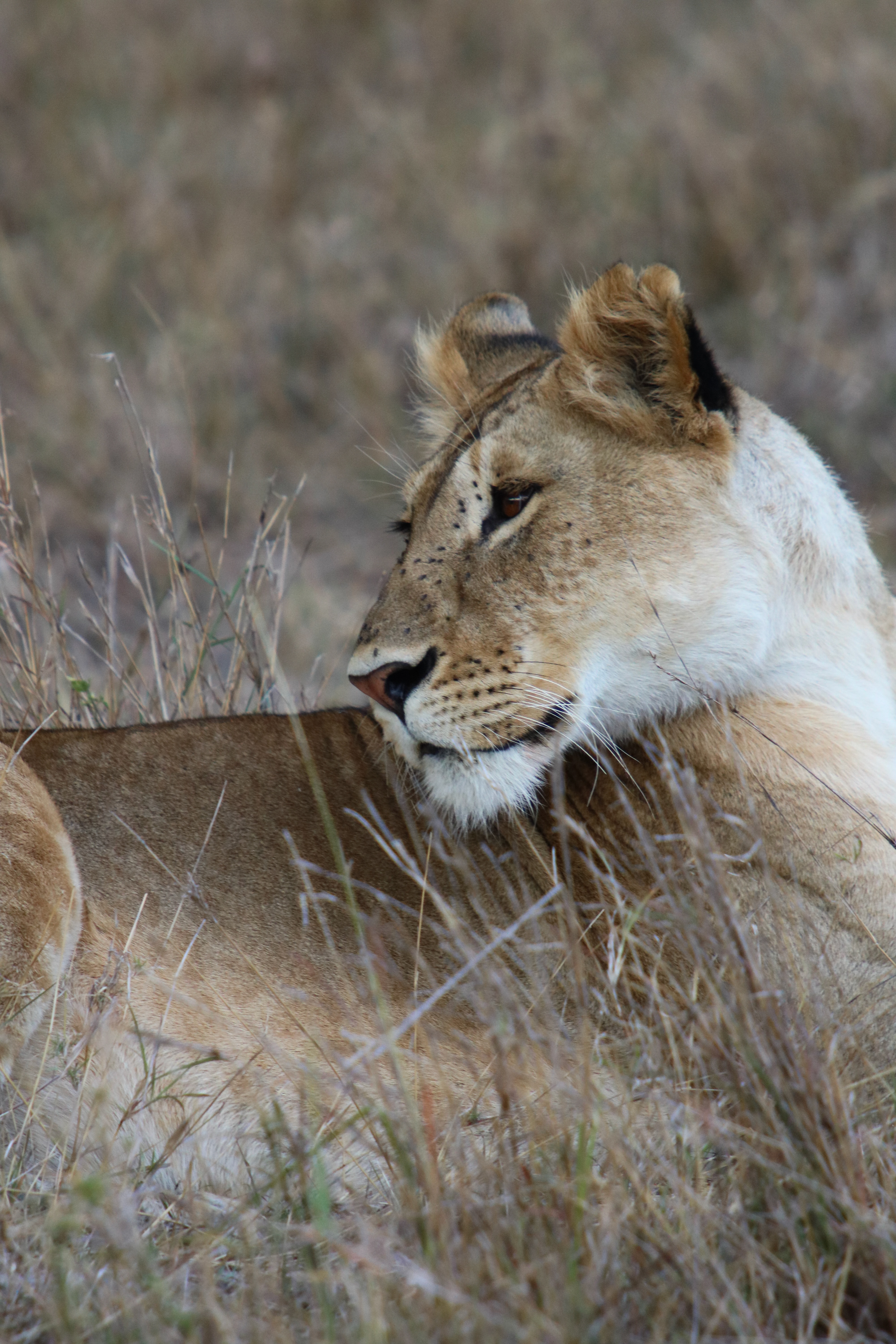 Maasai Mara, Kenya