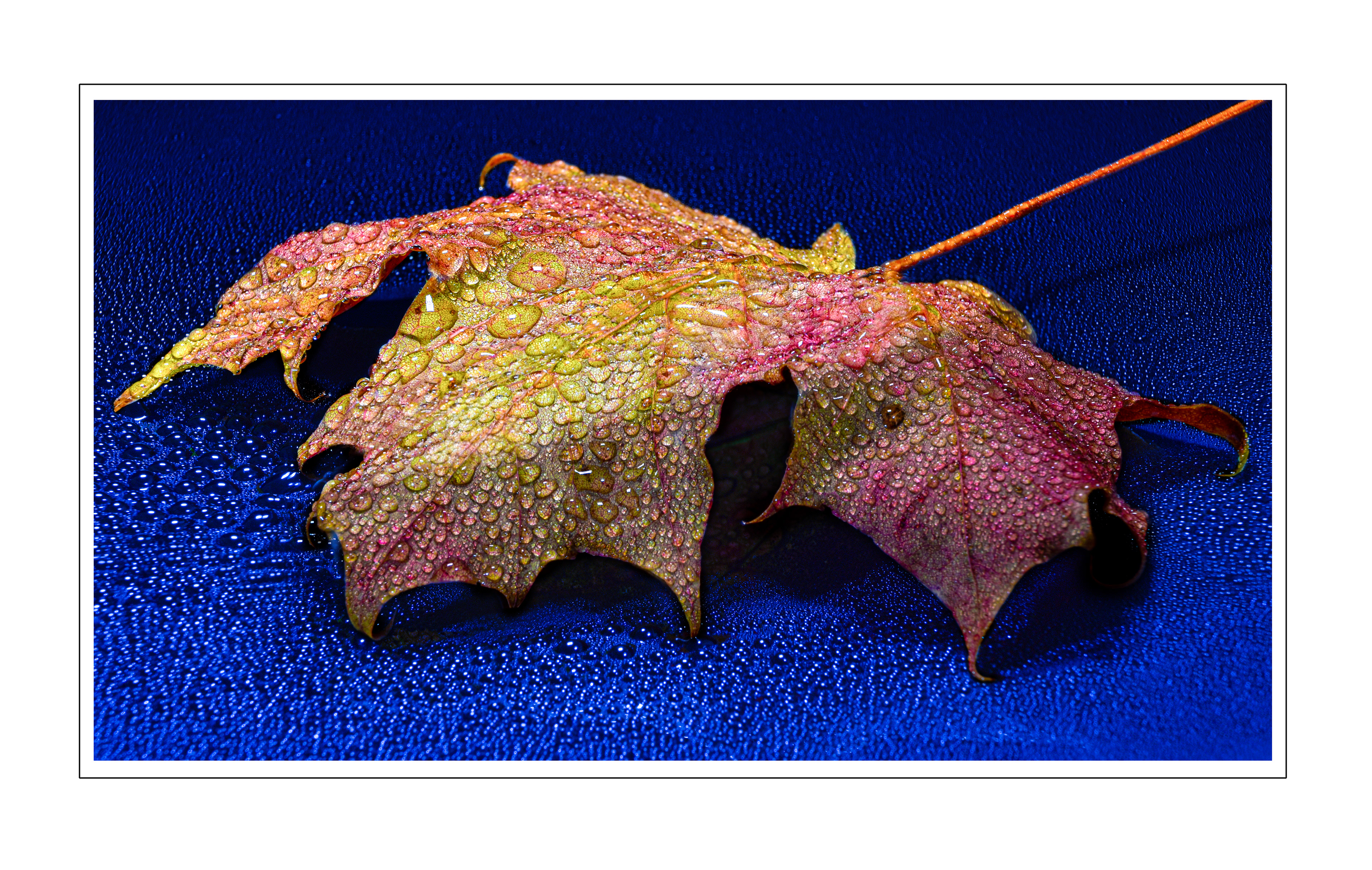Autumn Leaf Study 2
