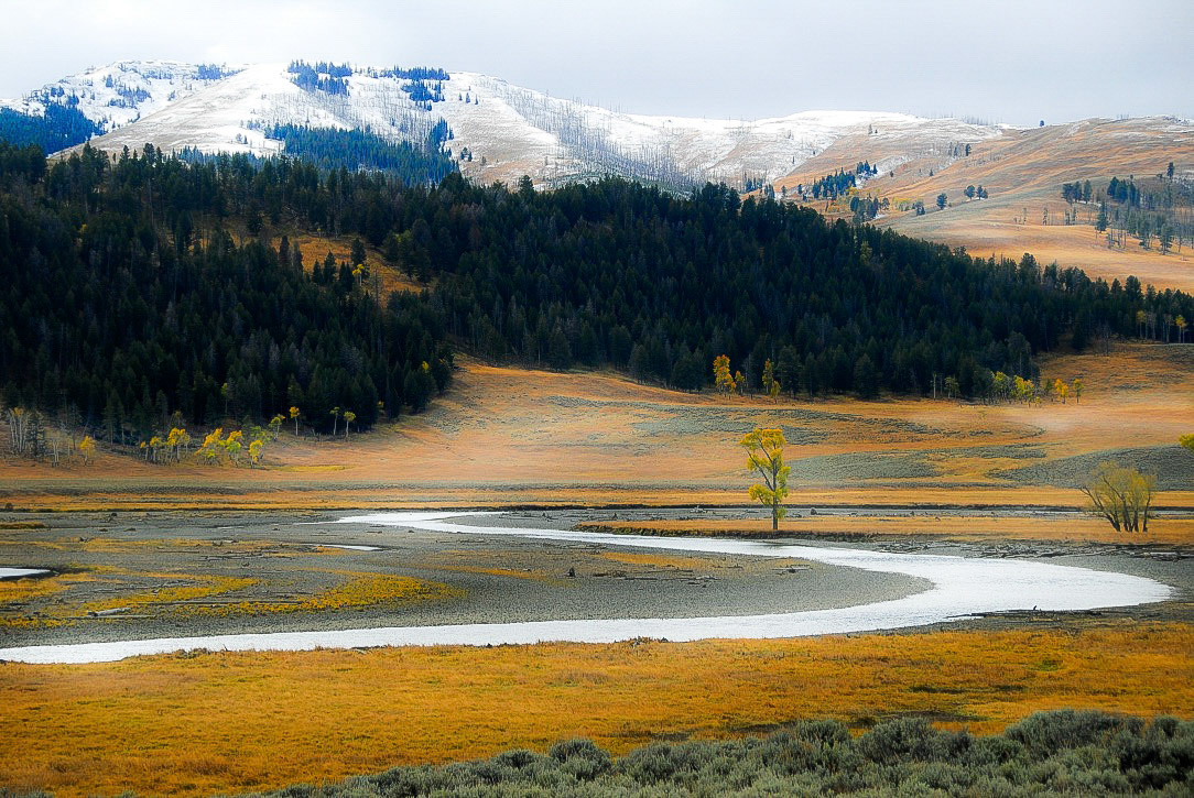 Lamar River - Yellowstone