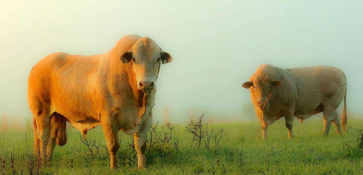 Two Bulls