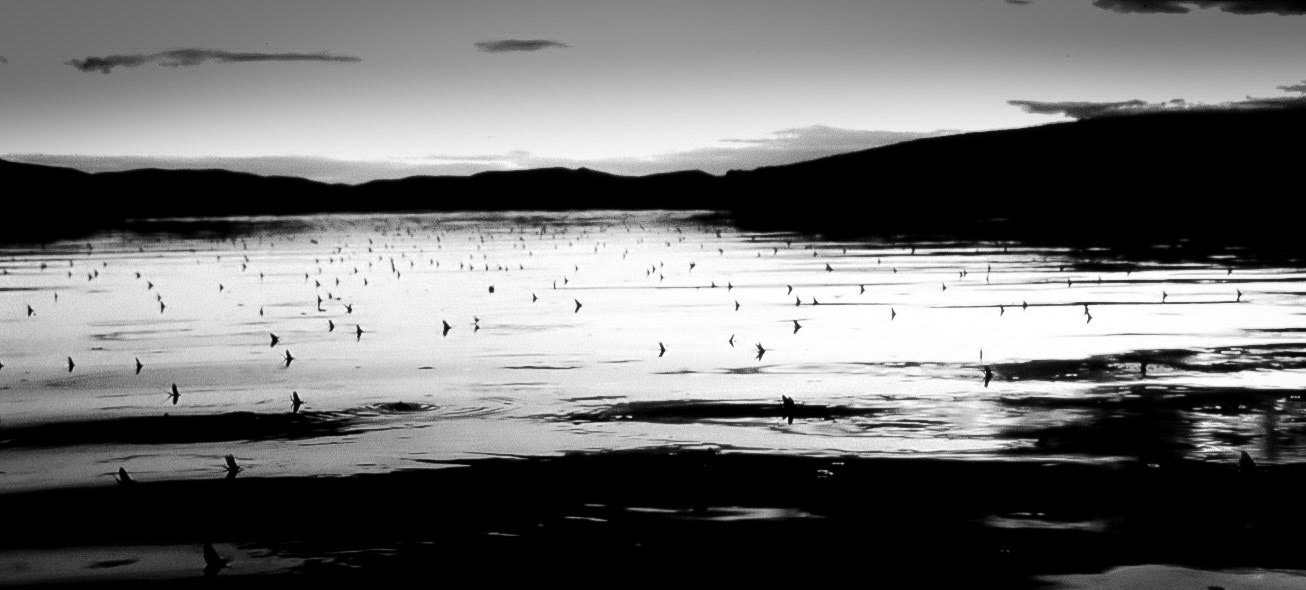 Brown Drakes - Silver Creek