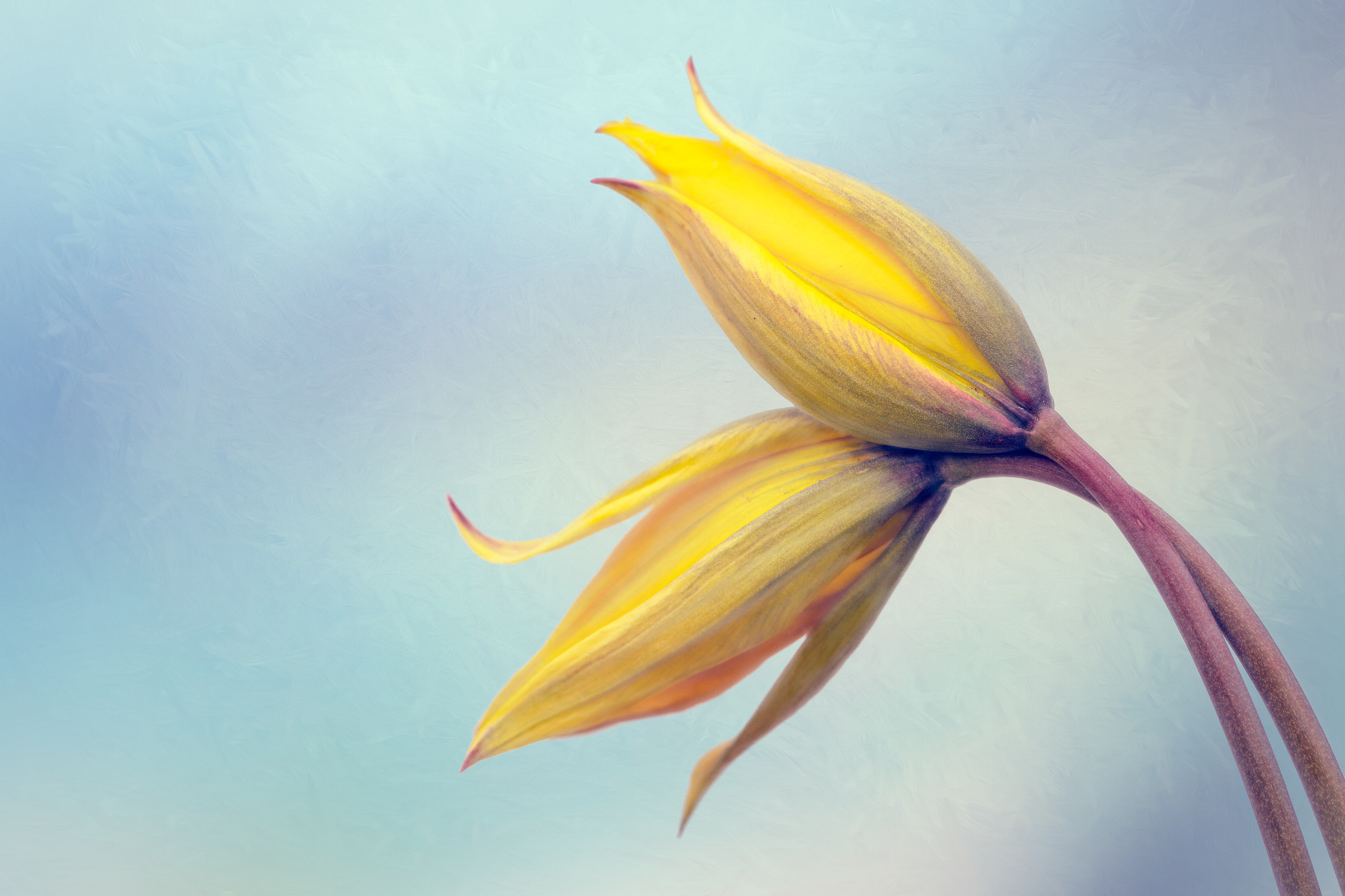 "Forever Entwined"