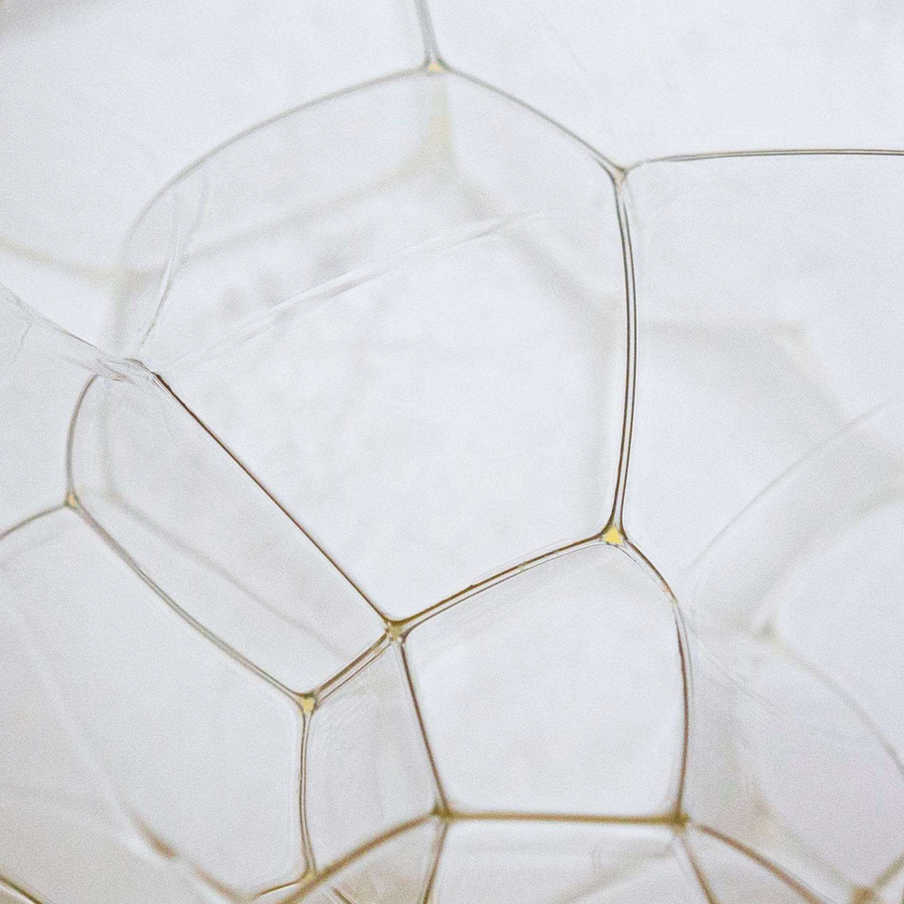 The inside of a cracked egg