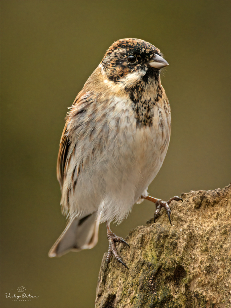 Male reedbunting