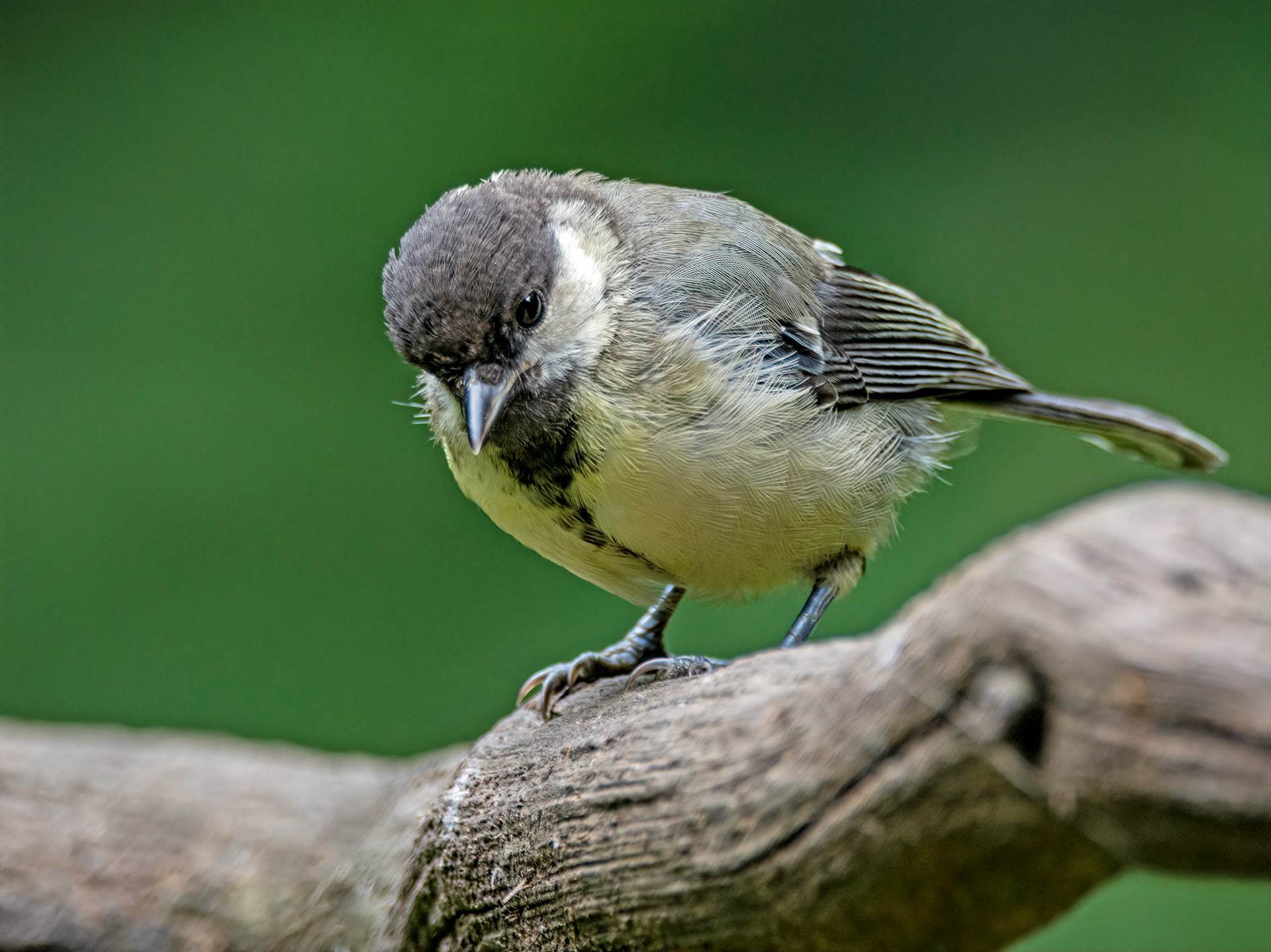 Juvenile great tit
