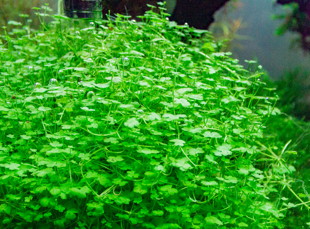 Aquadykes Hydrocotyle Tripartita Aquadykes Hydrocotyle Tripartita