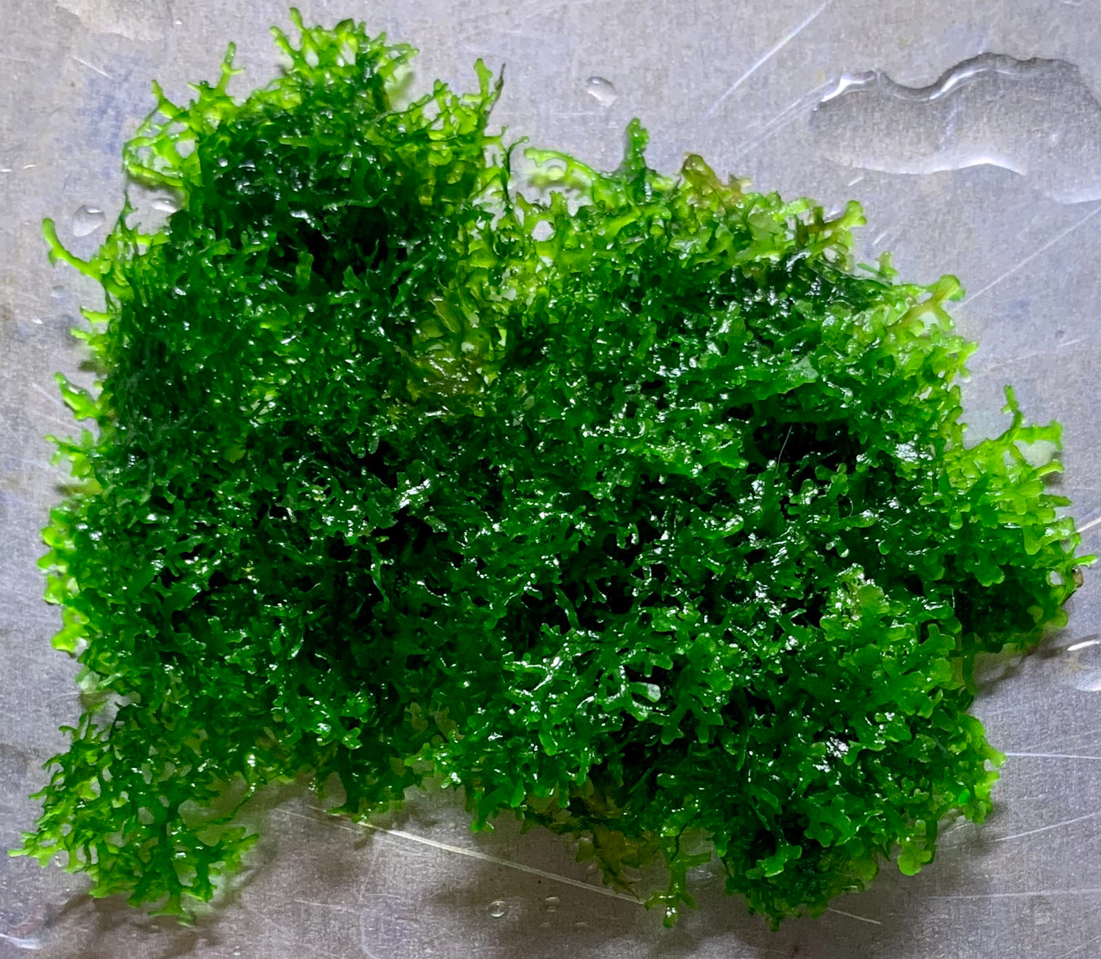 Aquadykes Riccardia Chamedryfolia Mini Pellia Coral Moss