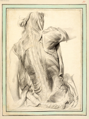 Plate from the Gérard de Lairesse collection 106 India ink in wash paint, made for the work of G. Bidloo : "Anatomia humani corporis", Amsterdam, 1685, in-fol ; copyright BIUM/ R Caussimon