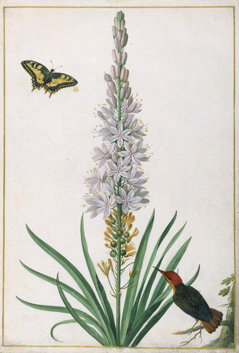 Johann Walter, Asphodèle, machaon et colibri du brésil, 1664, Florilège de Nassau-Idstein.
