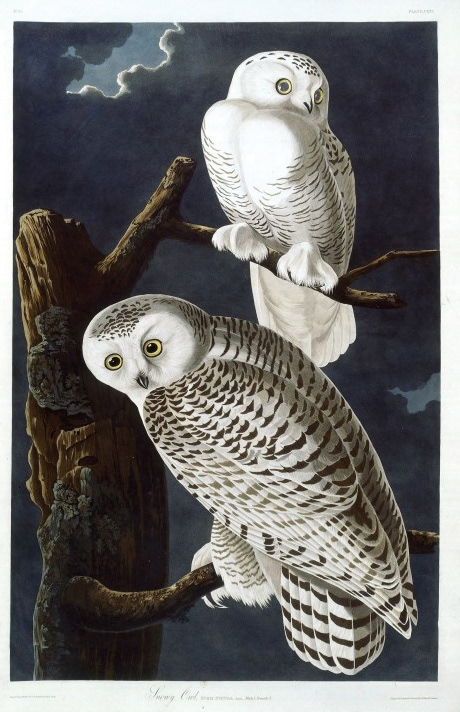 J.J. Audubon, Les Oiseaux d’Amérique (Birds of America). Harfang des neiges, 1827-1838, aquatinte.
