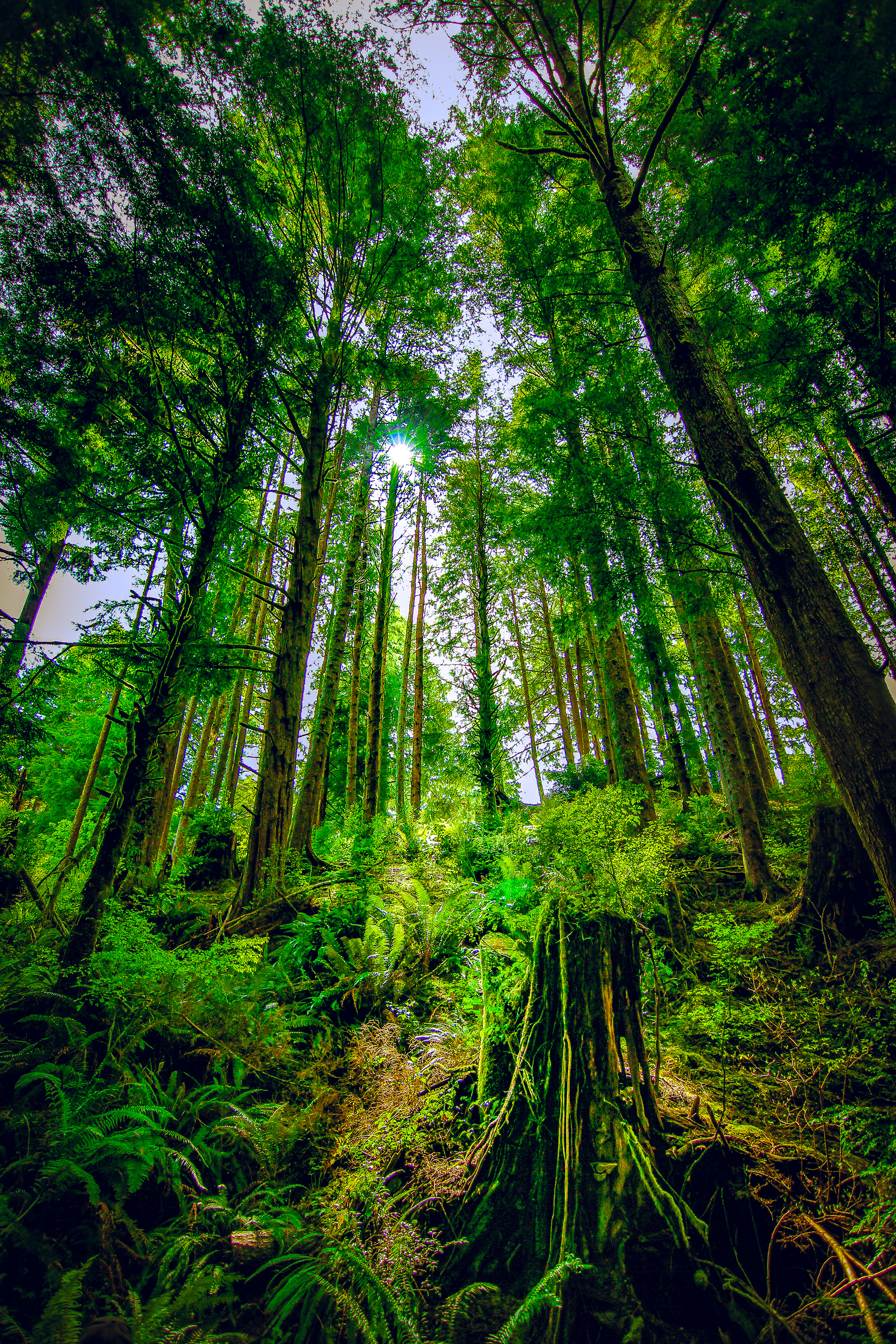Towering green forests on the Oregon Coast (Copyright: Kail Rose)