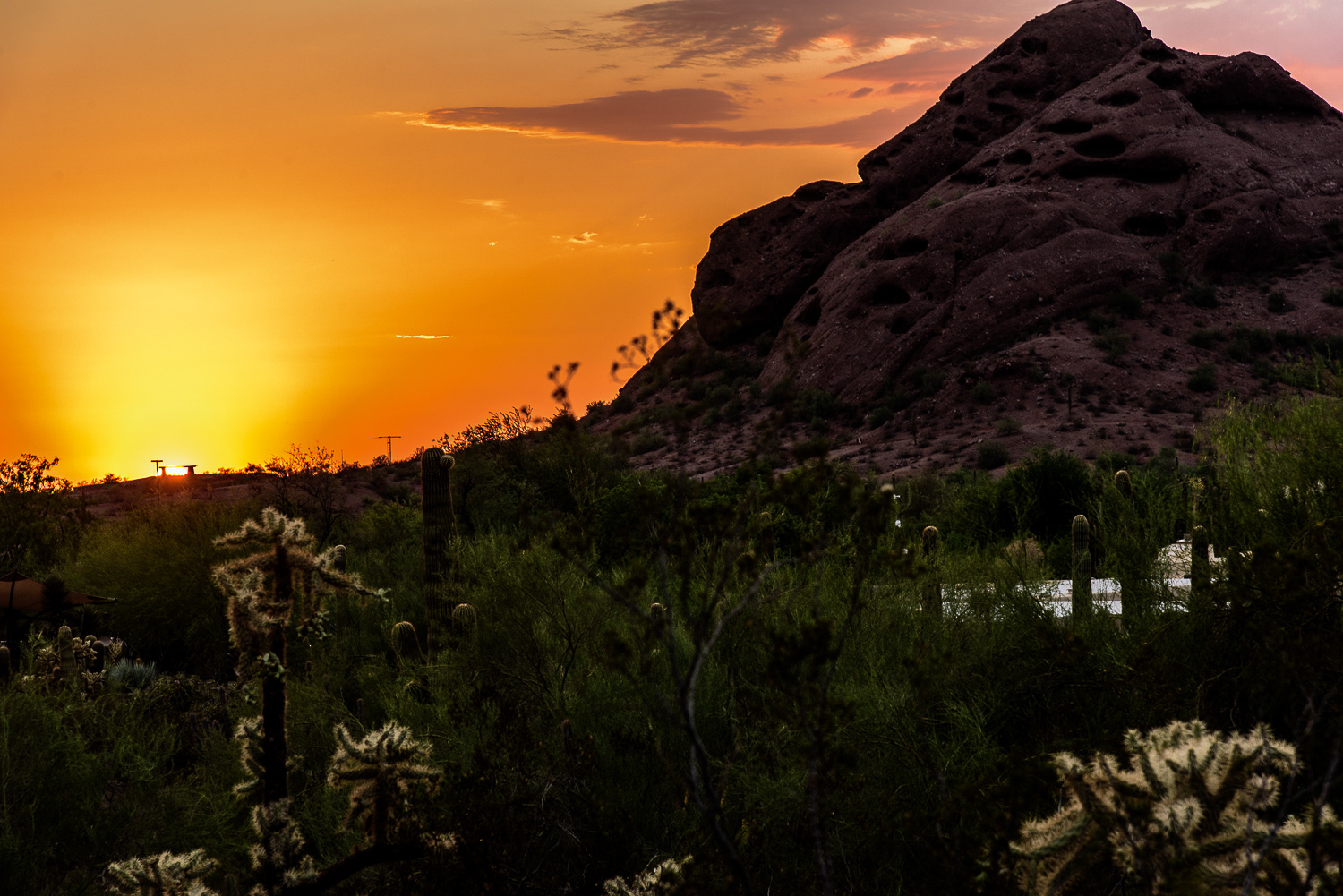 Steve Rottas Arizona Desert Botanical Gardens At Sunset