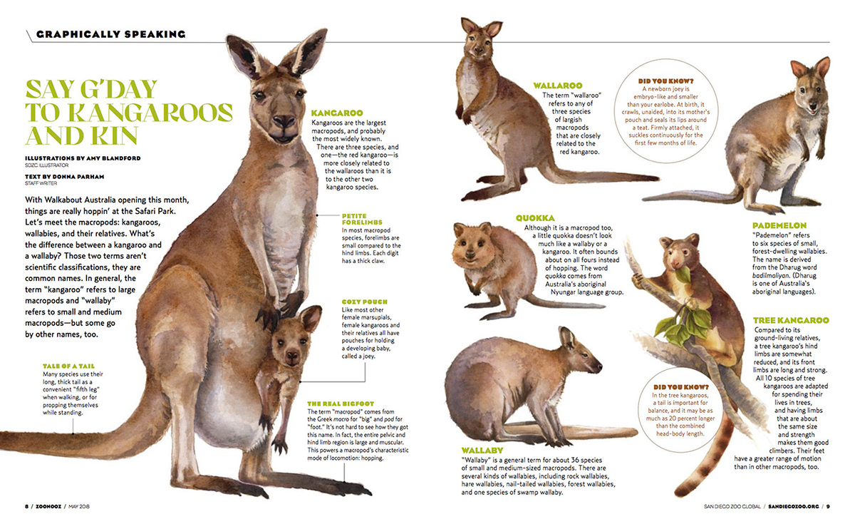 amy-blandford-kangaroos-kin