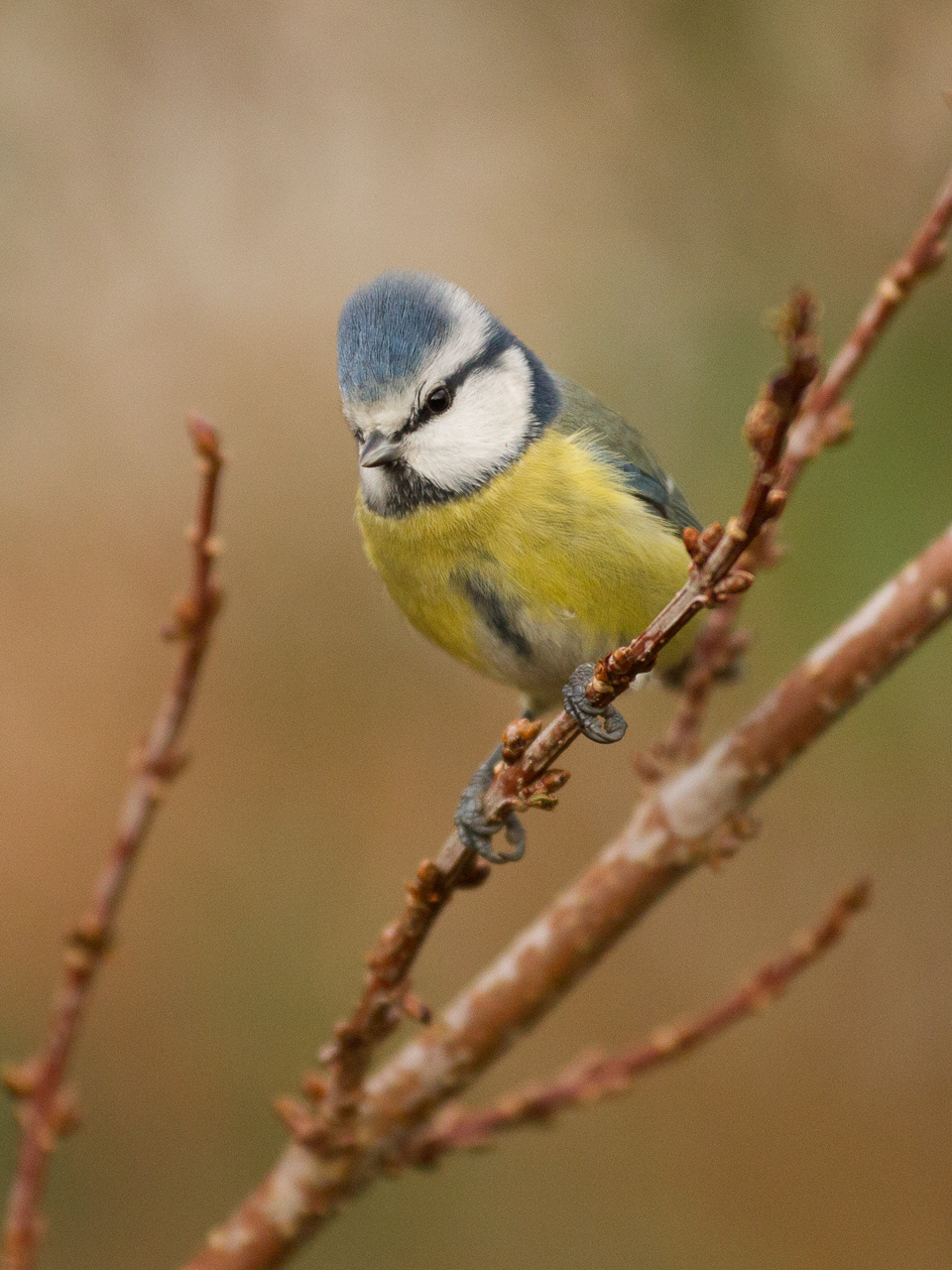 Mésange Bleue