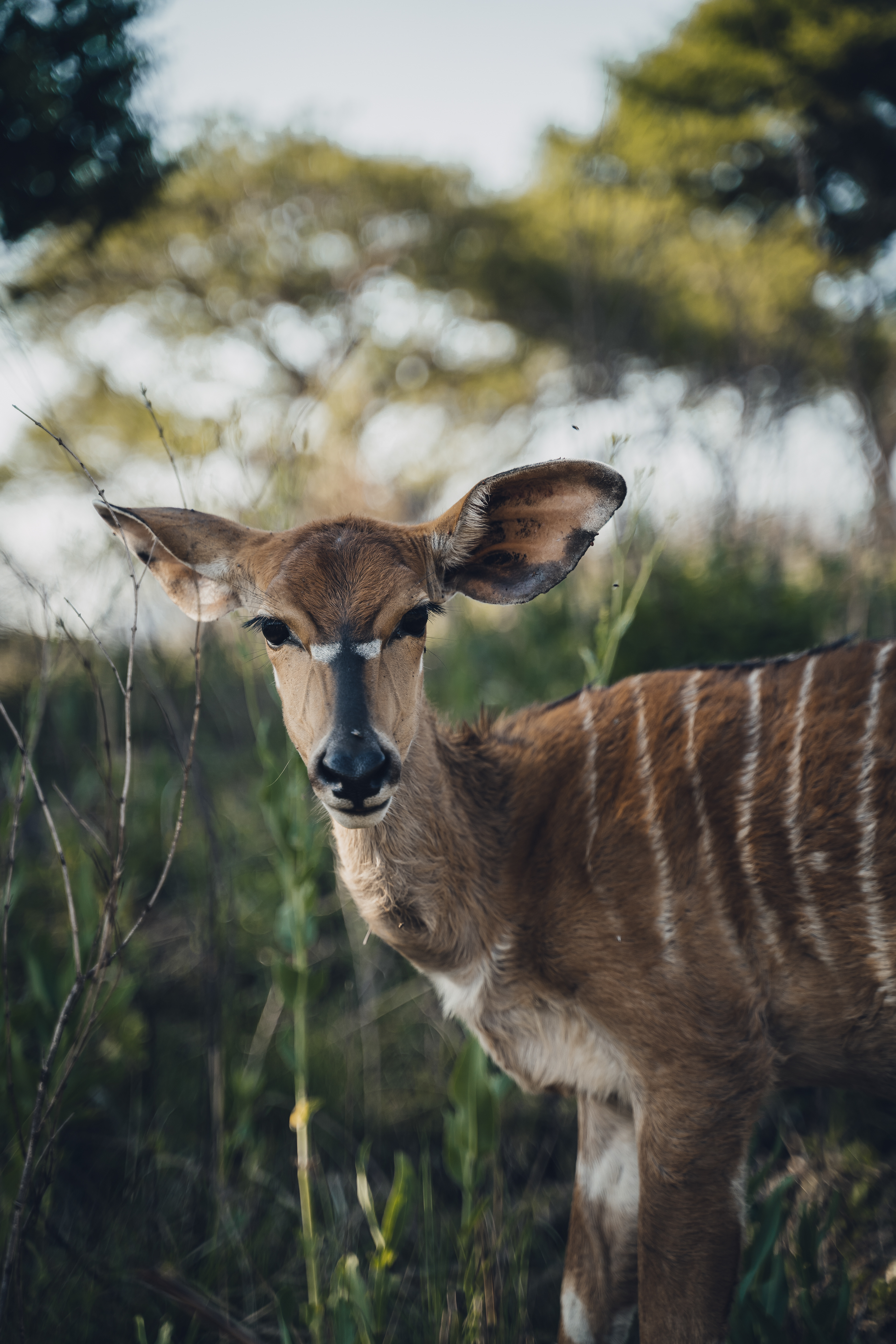 Mlilwane Wildlife Sanctuary