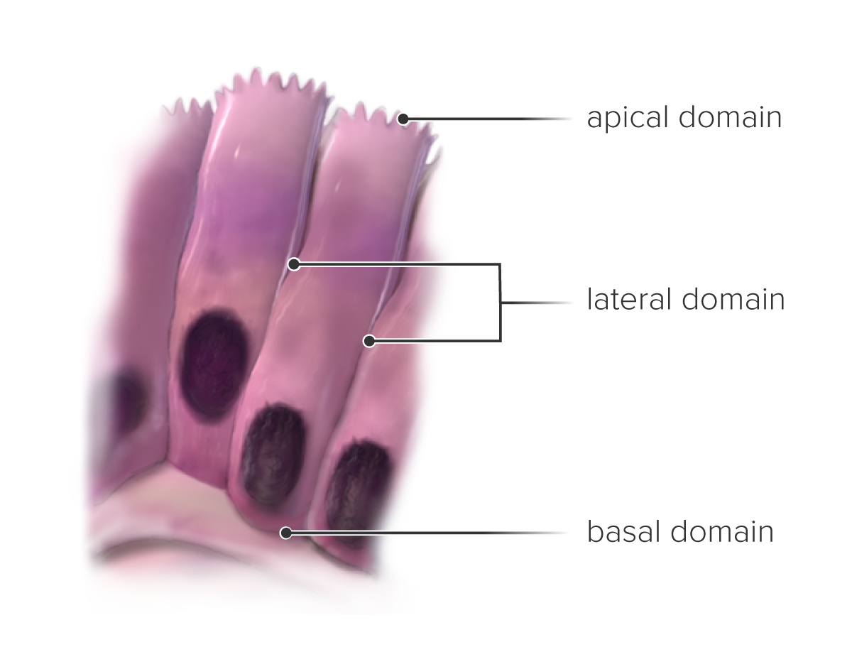 Epithelium3d General Information 3204