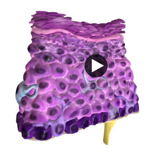 Epithelium3d Test Yourself 9648