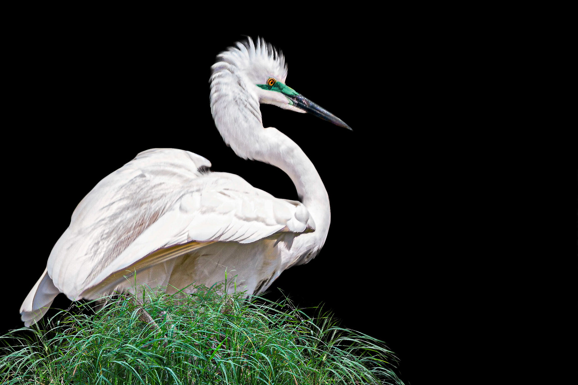 Egret on Black
