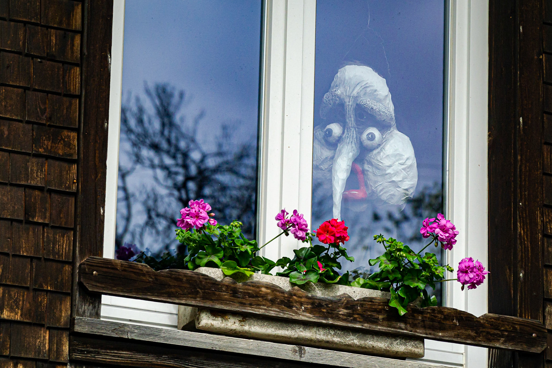 Fenster Zimmeracker