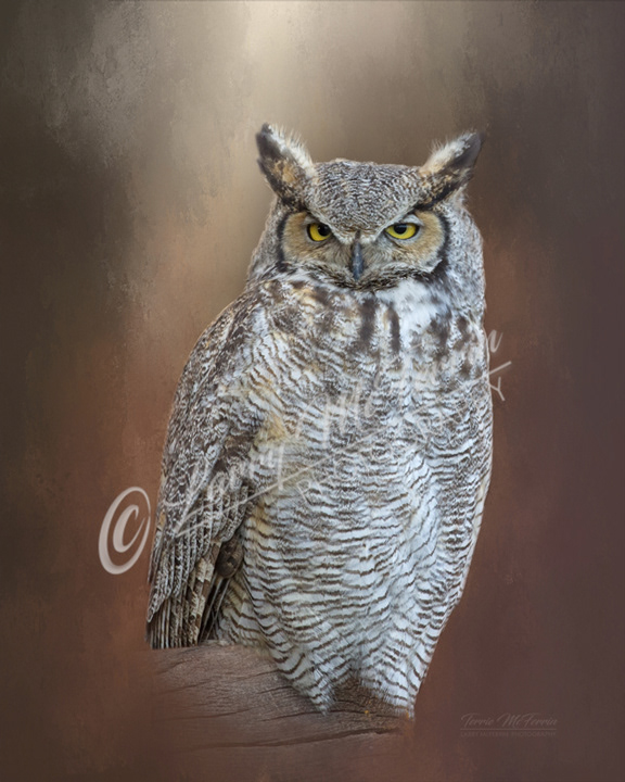 Great Horned Owl - Image 2840DA